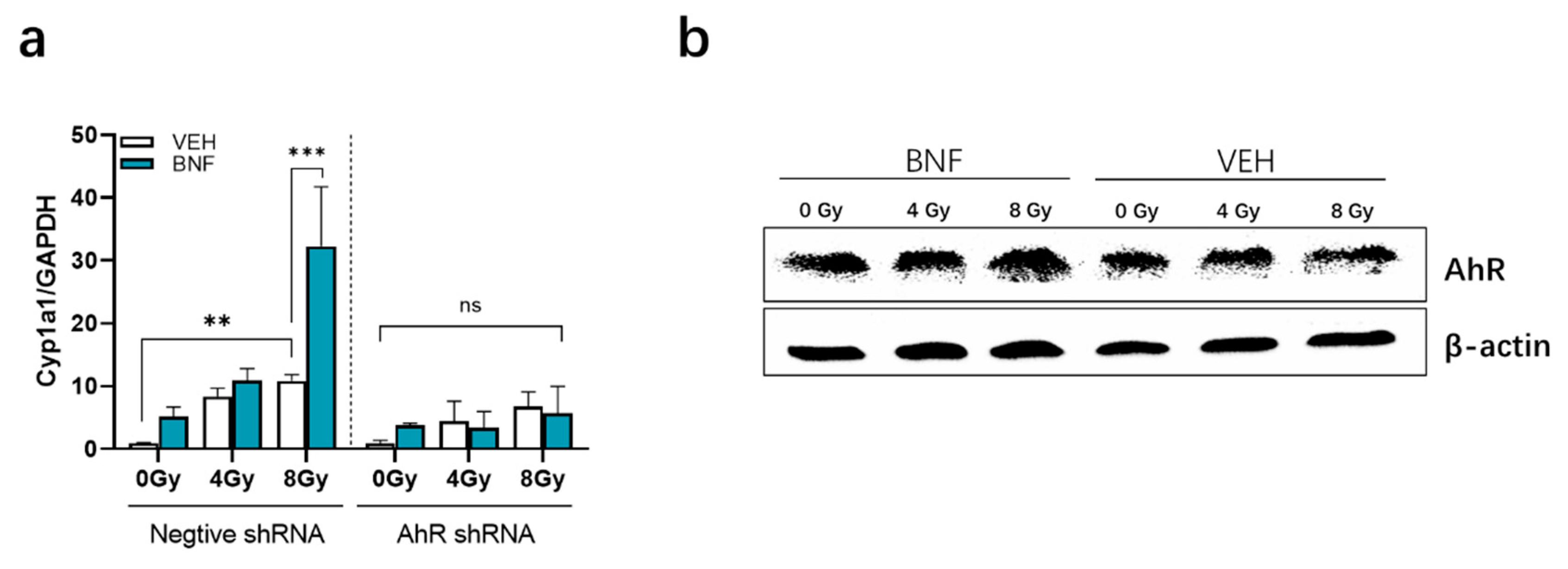 Antioxidants 09 01264 g005