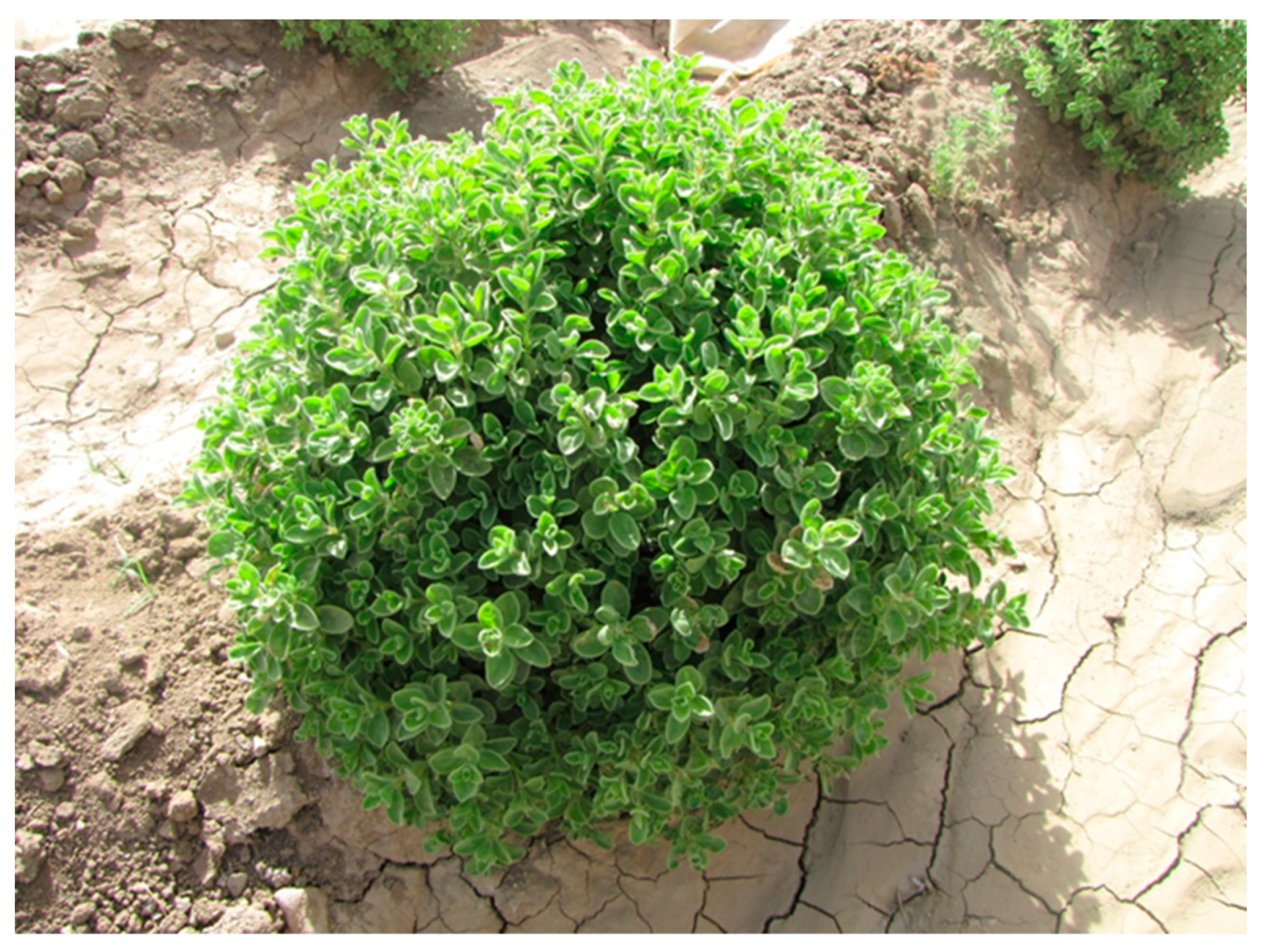 Antioxidants 09 01273 g003 Antioxidants 09 01273 g003