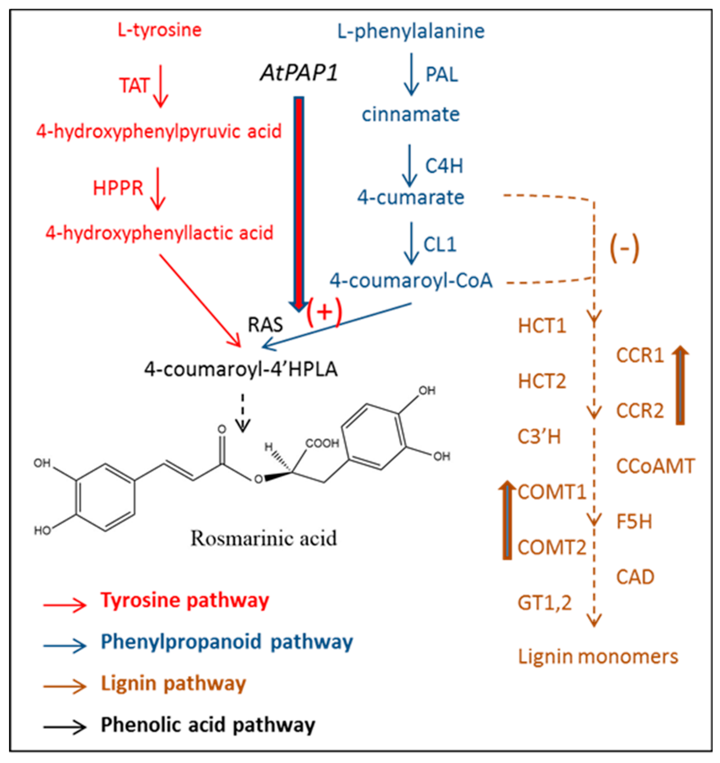 Antioxidants 09 01273 g008 Antioxidants 09 01273 g008