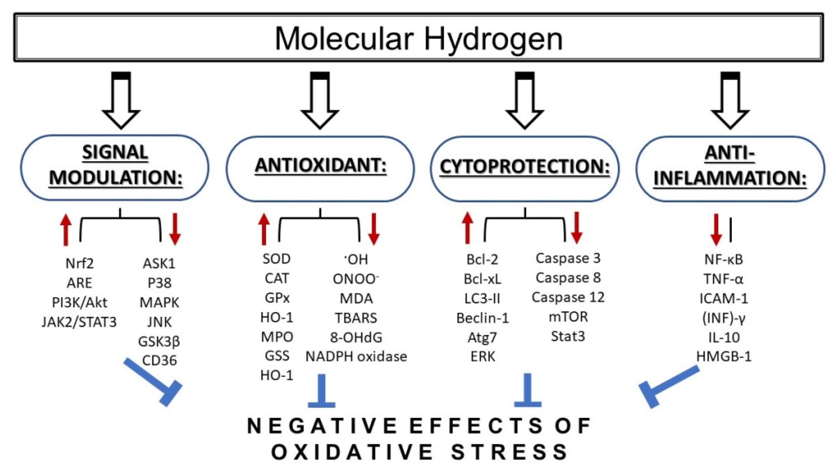 Antioxidants 09 01281 g001