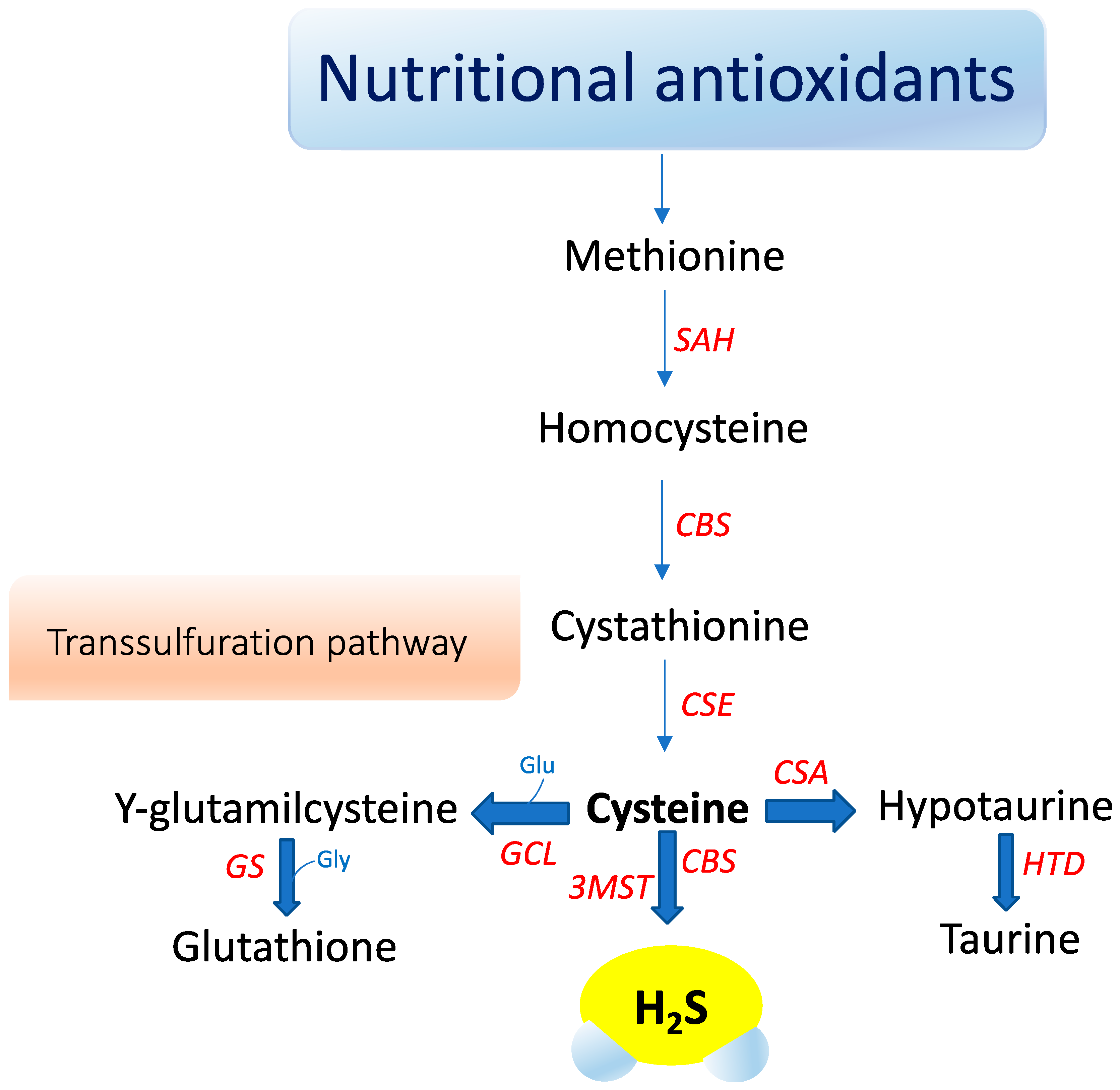 Antioxidants | Free Full-Text | Hydrogen Sulfide and Carnosine 