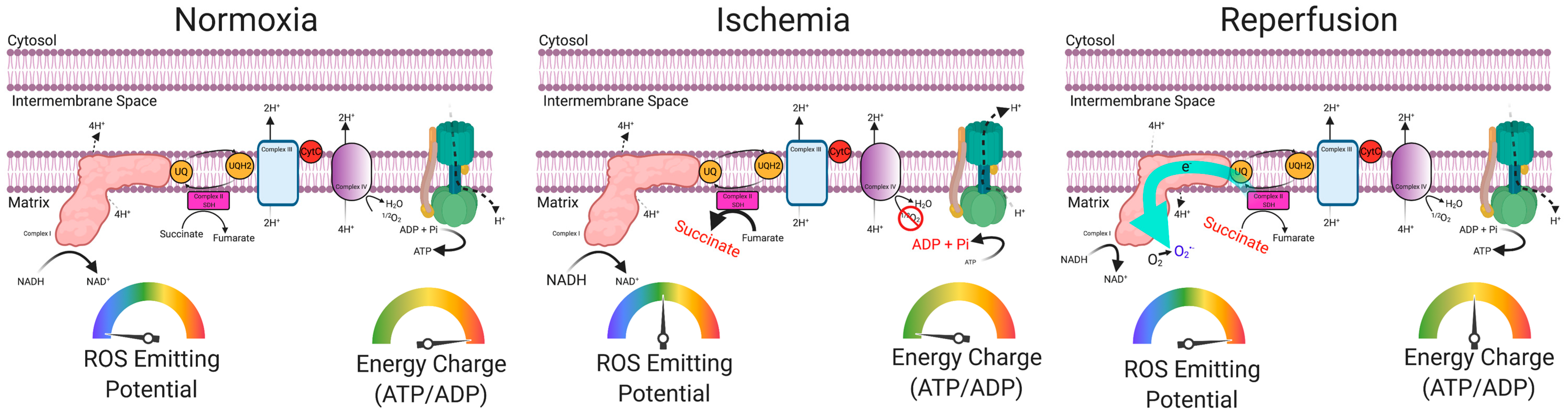 Antioxidants 09 01304 g004