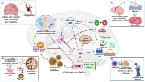 Antioxidants | Free Full-Text | Paraoxonase Role In Human ...