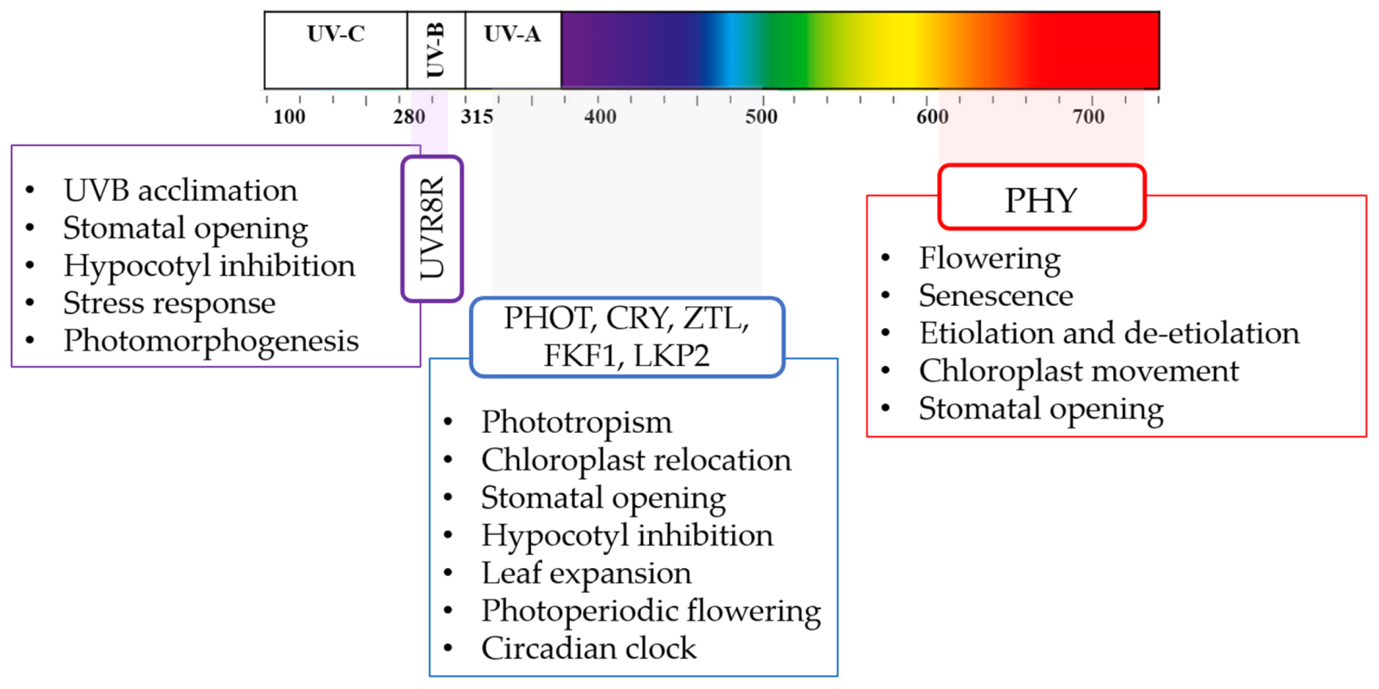 Antioxidants 10 00042 g004 Antioxidants 10 00042 g004