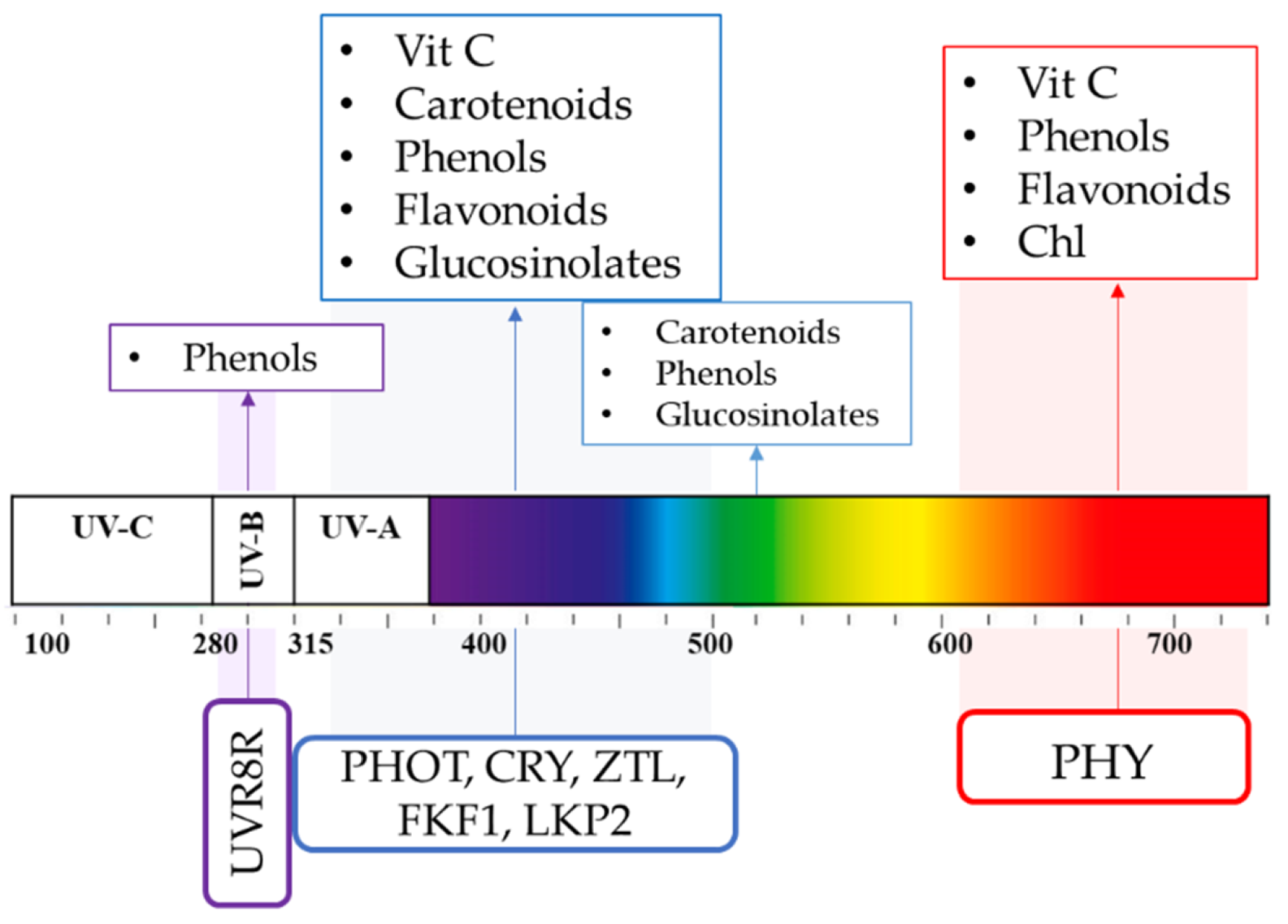 Antioxidants 10 00042 g006 Antioxidants 10 00042 g006