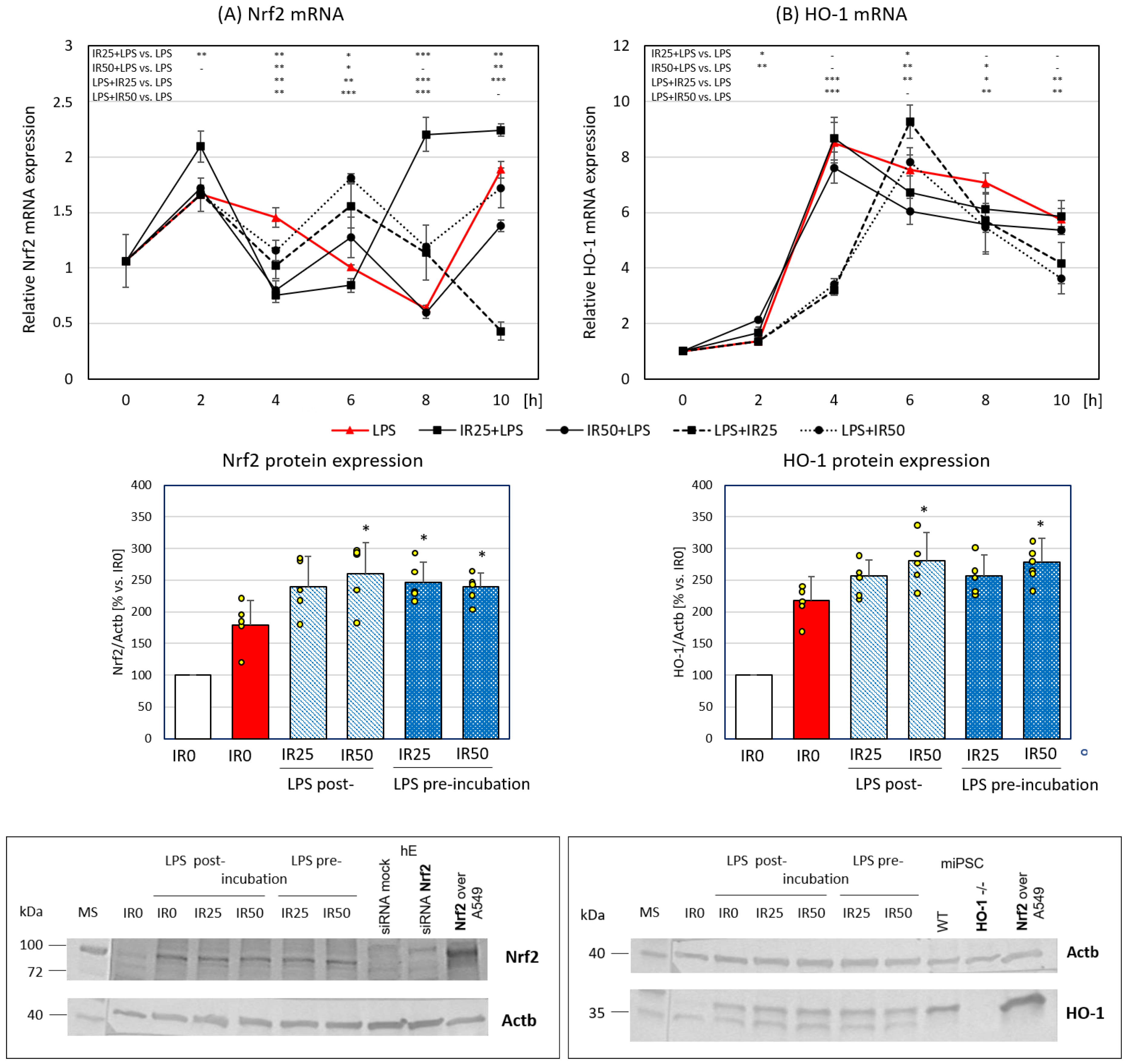 Antioxidants 10 00088 g003