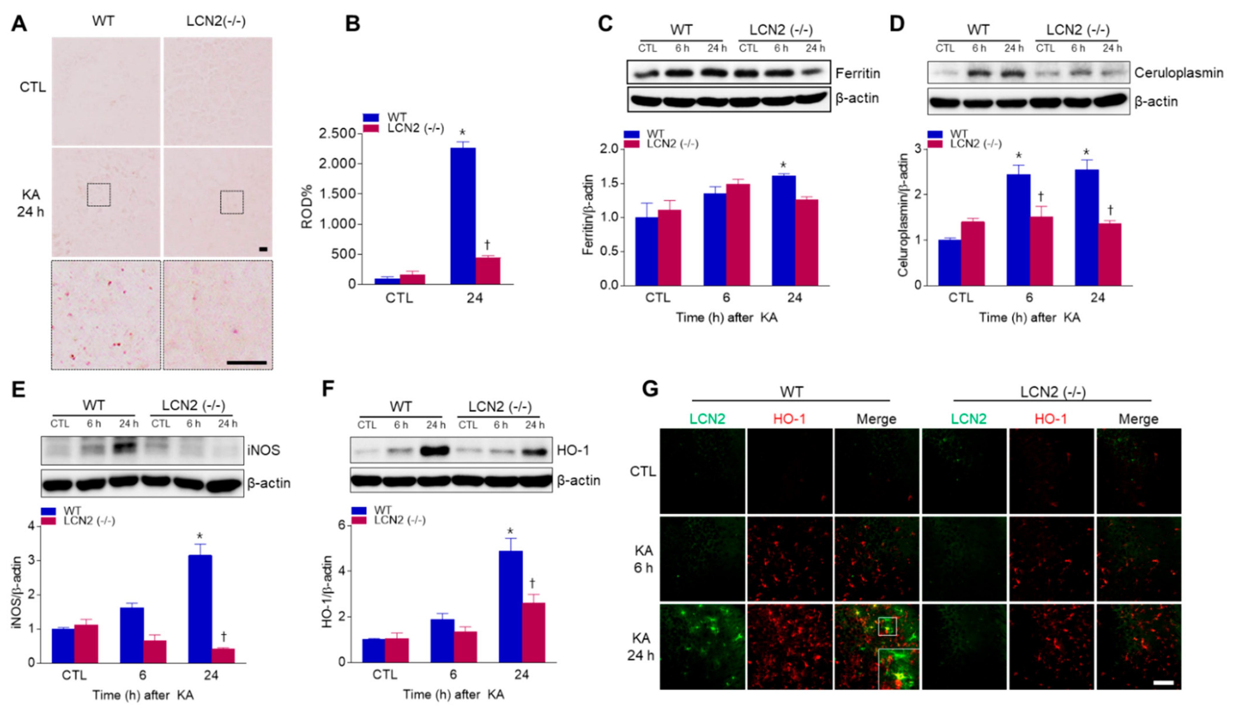 Antioxidants 10 00100 g005