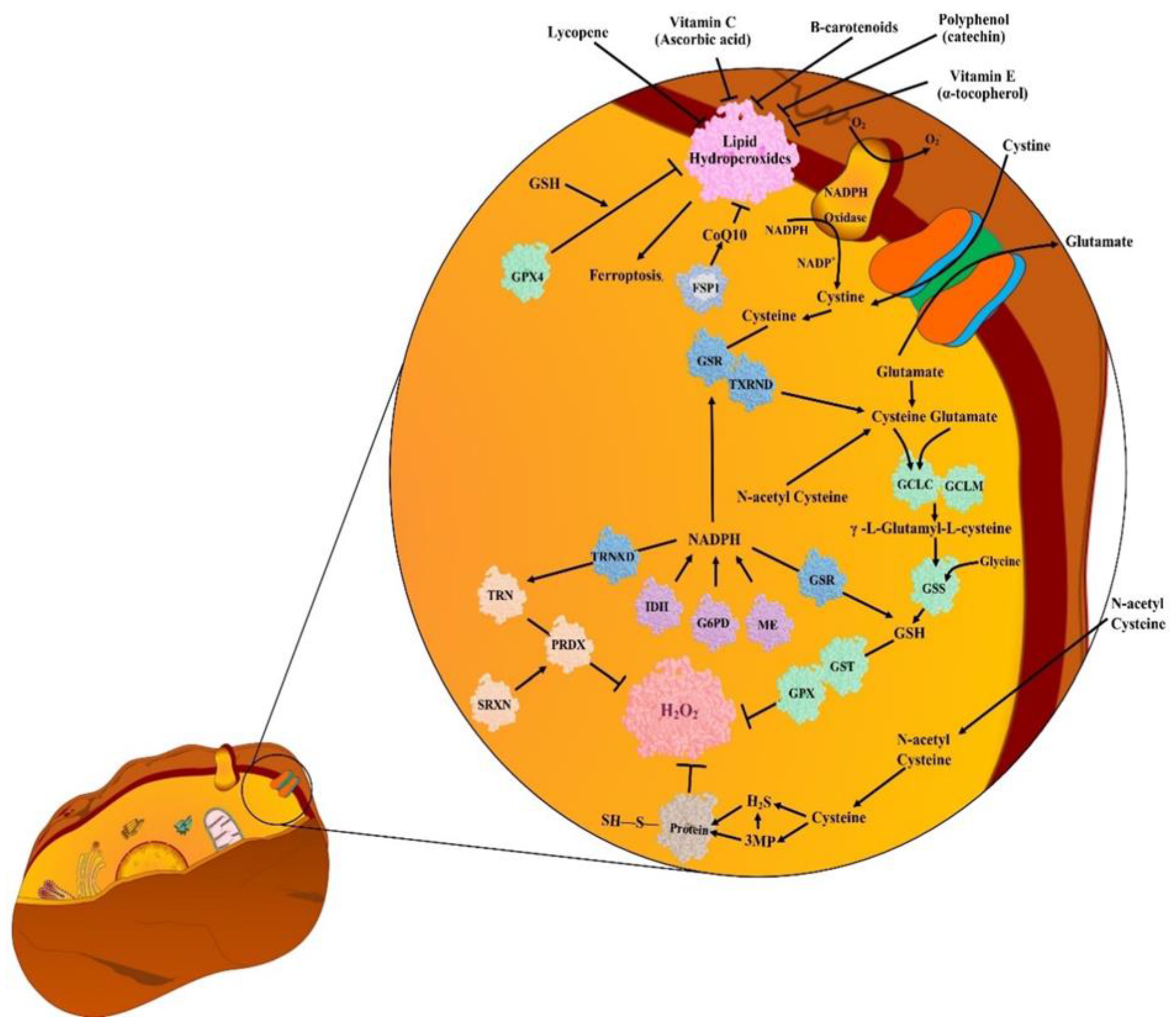 Antioxidants Free Full Text Comprehensive Review Of Methodology To Detect Reactive Oxygen Species Ros In Mammalian Species And Establish Its Relationship With Antioxidants And Cancer Html