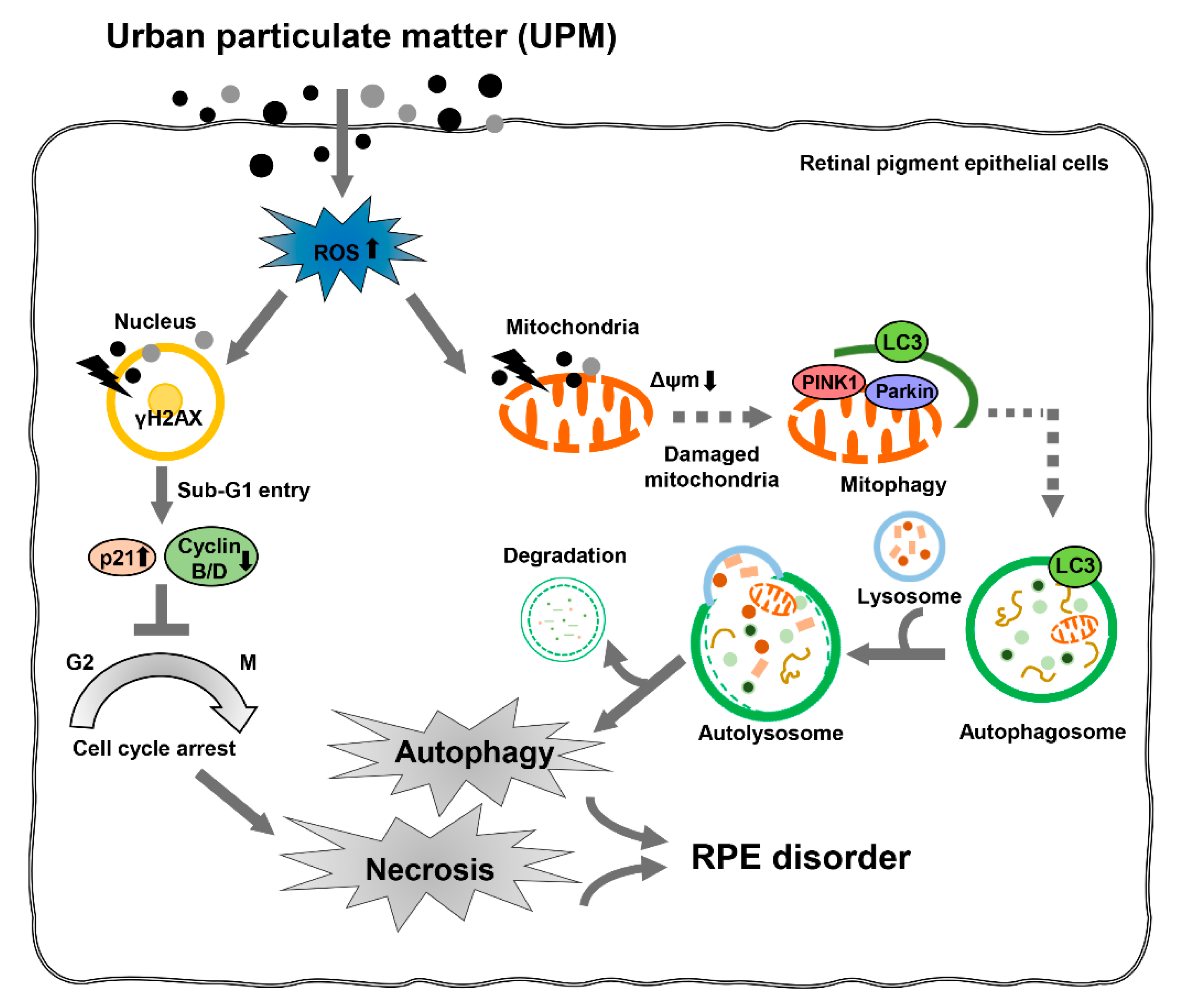 Antioxidants 10 00149 g007