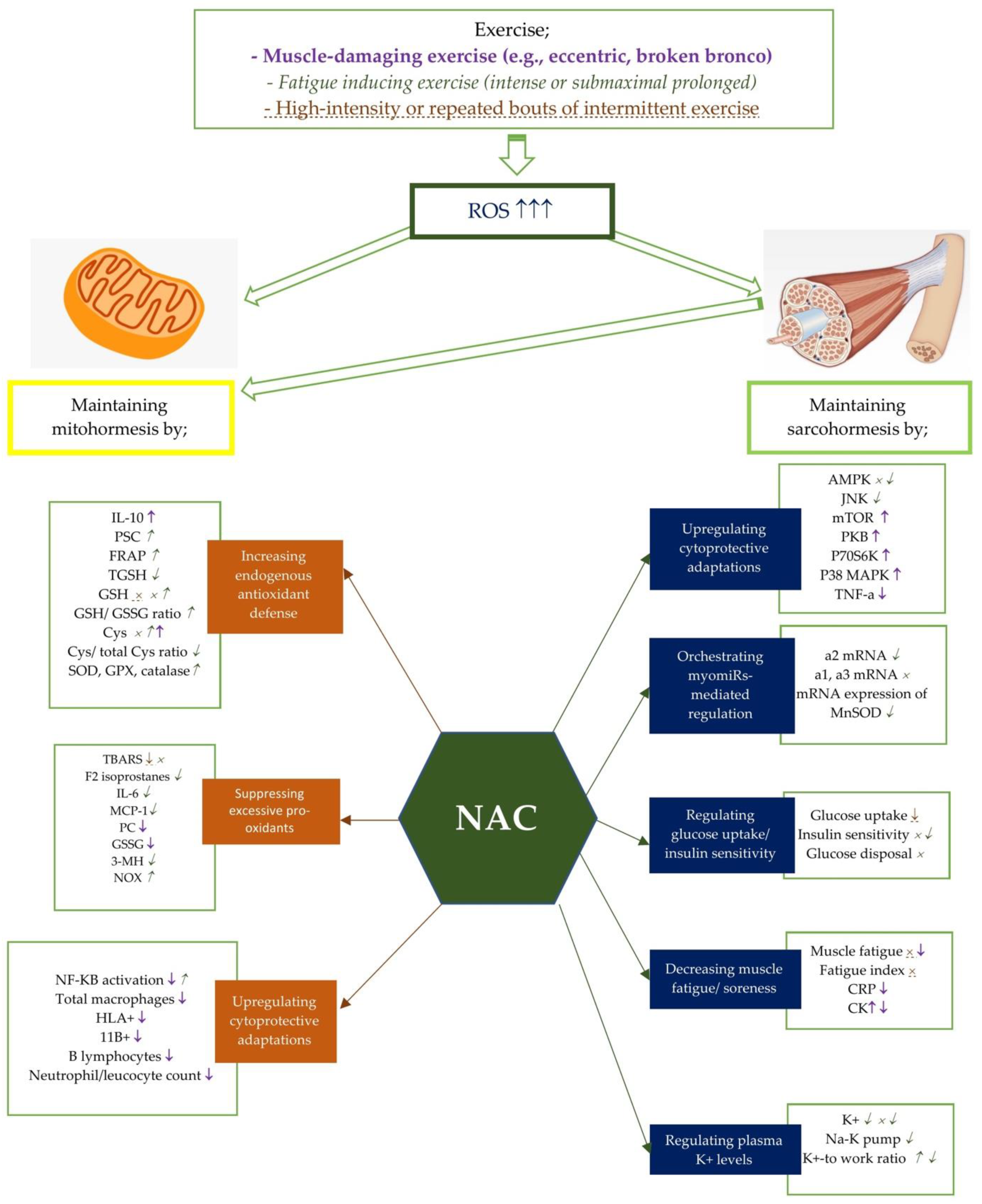 Antioxidants | Free Full-Text | How N-Acetylcysteine Supplementation  Affects Redox Regulation, Especially at Mitohormesis and Sarcohormesis  Level: Current Perspective