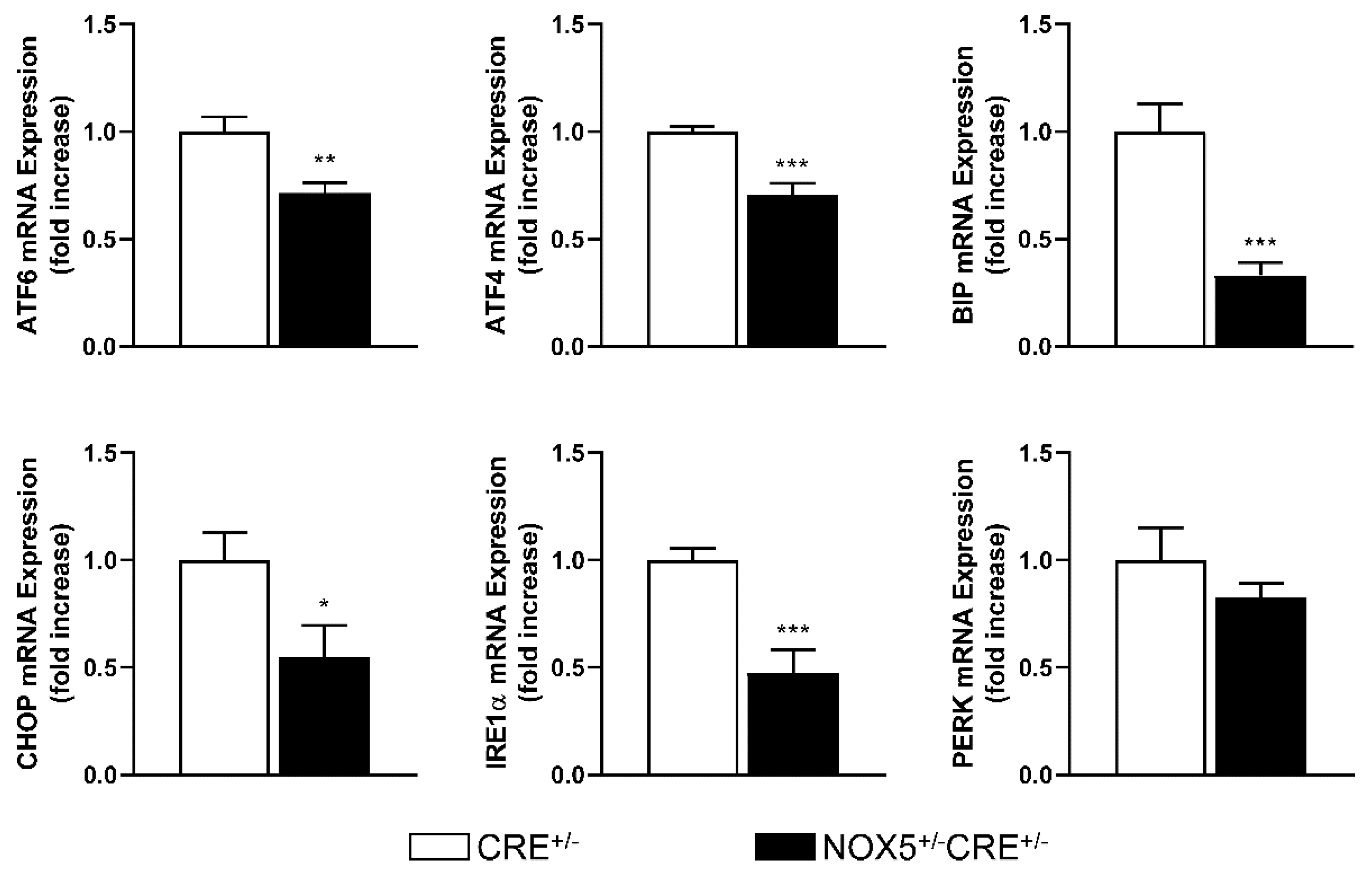 Antioxidants Free Full Text Nadph Oxidase 5 Induces Changes In The Unfolded Protein Response In Human Aortic Endothelial Cells And In Endothelial Specific Knock In Mice Html