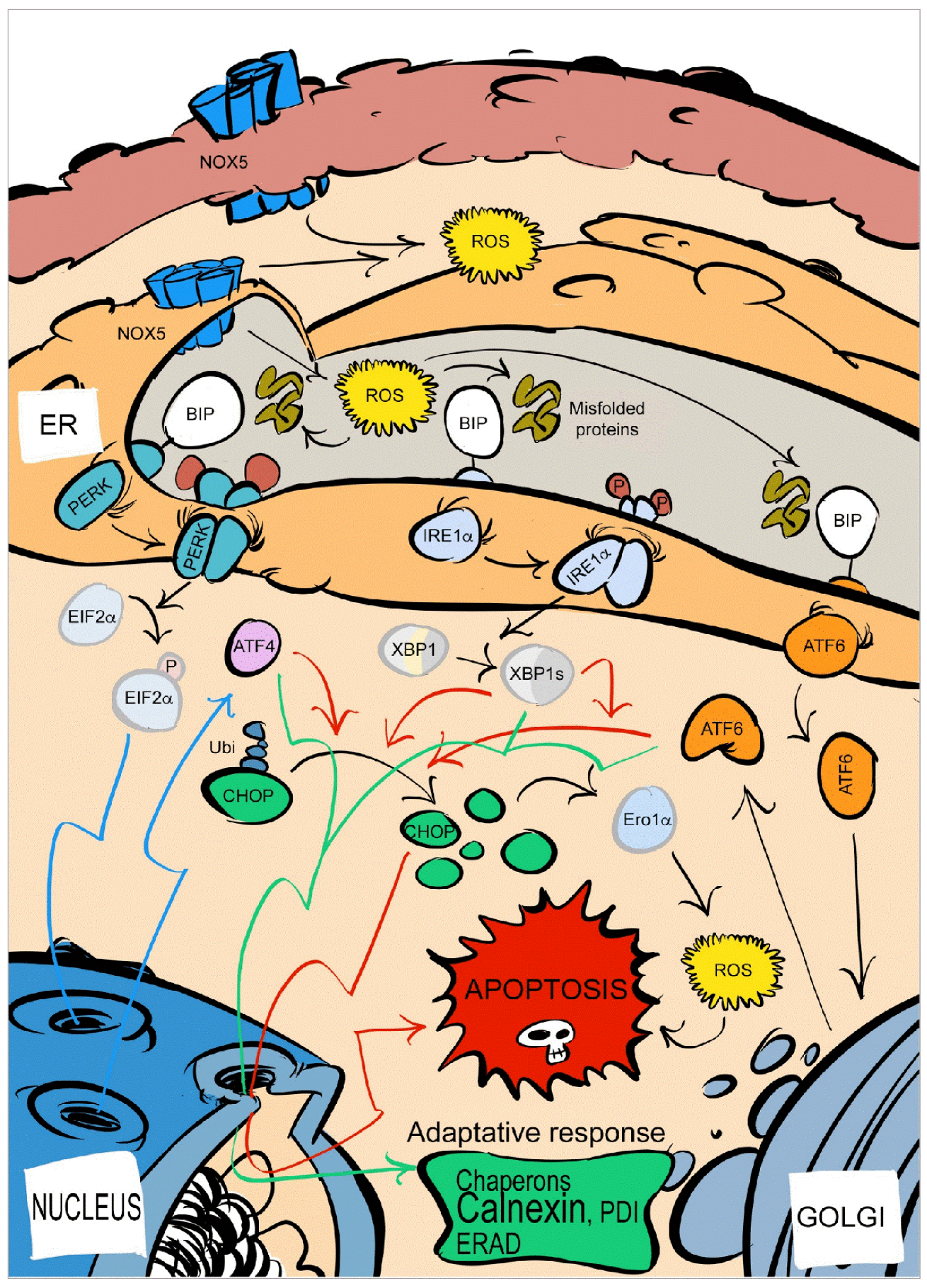 Antioxidants 10 00194 g008 Antioxidants 10 00194 g008