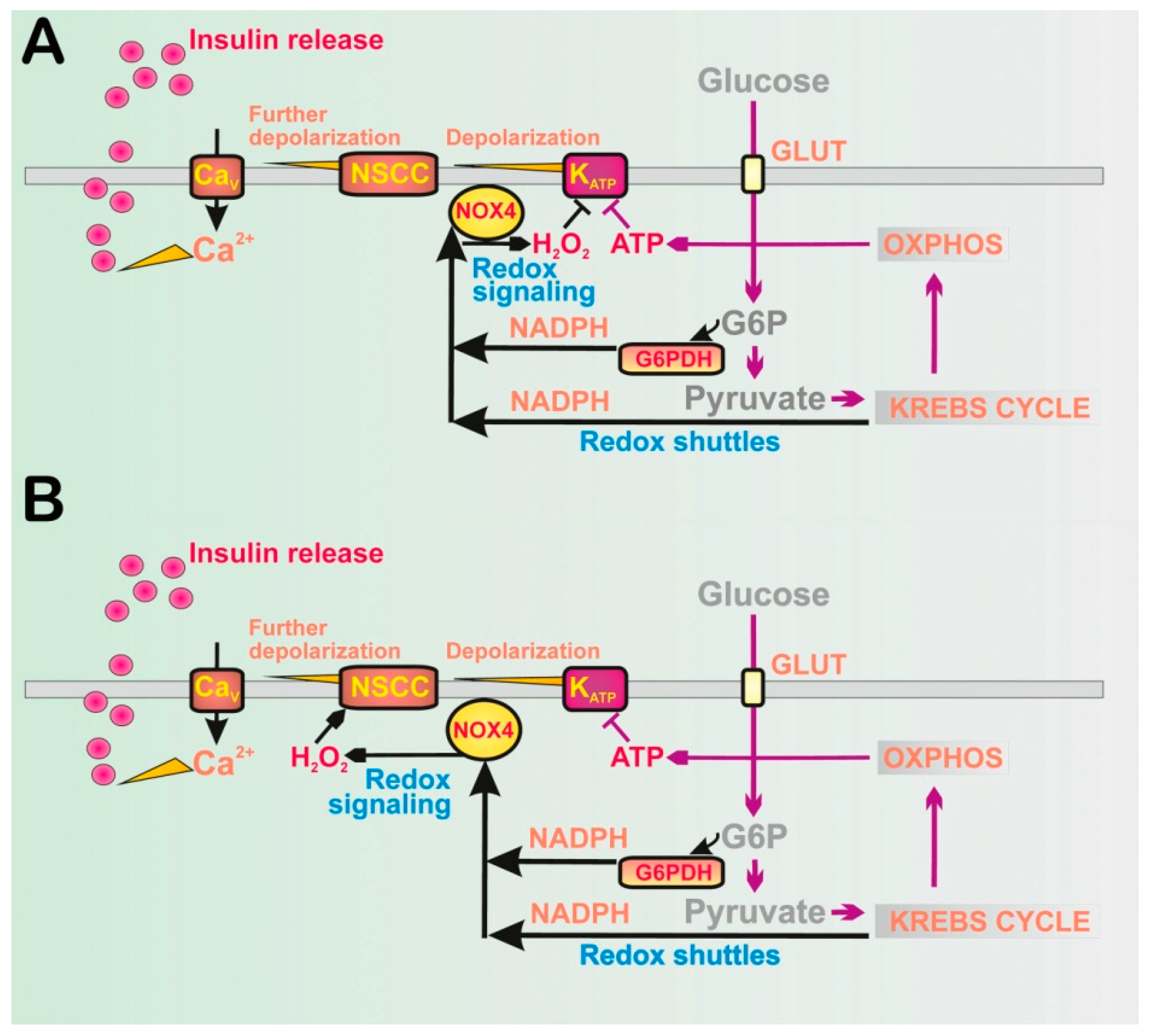 Antioxidants 10 00197 g001