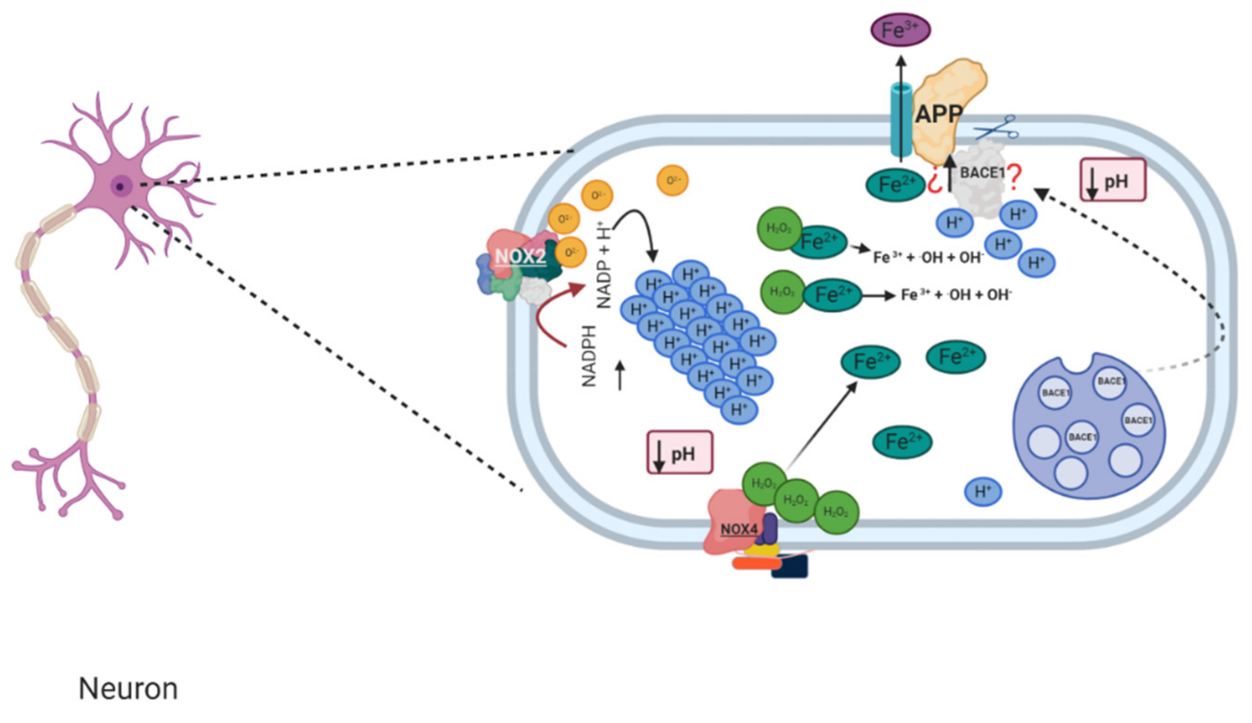 Antioxidants 10 00218 g004