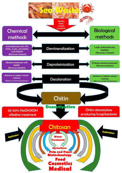 Antioxidants Free Full Text Crustacean Waste Derived Chitosan Antioxidant Properties And Future Perspective Html