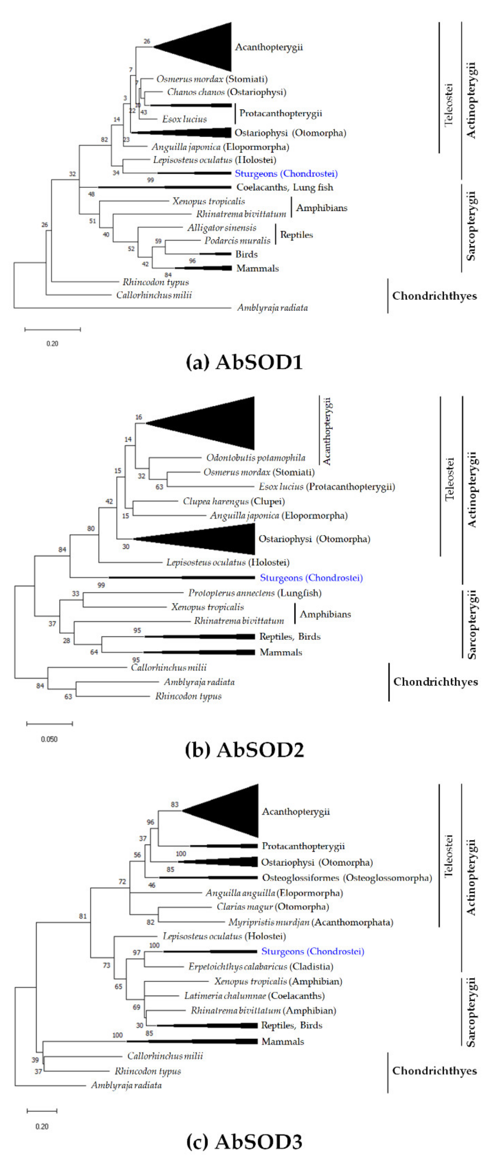 Antioxidants 10 00232 g002