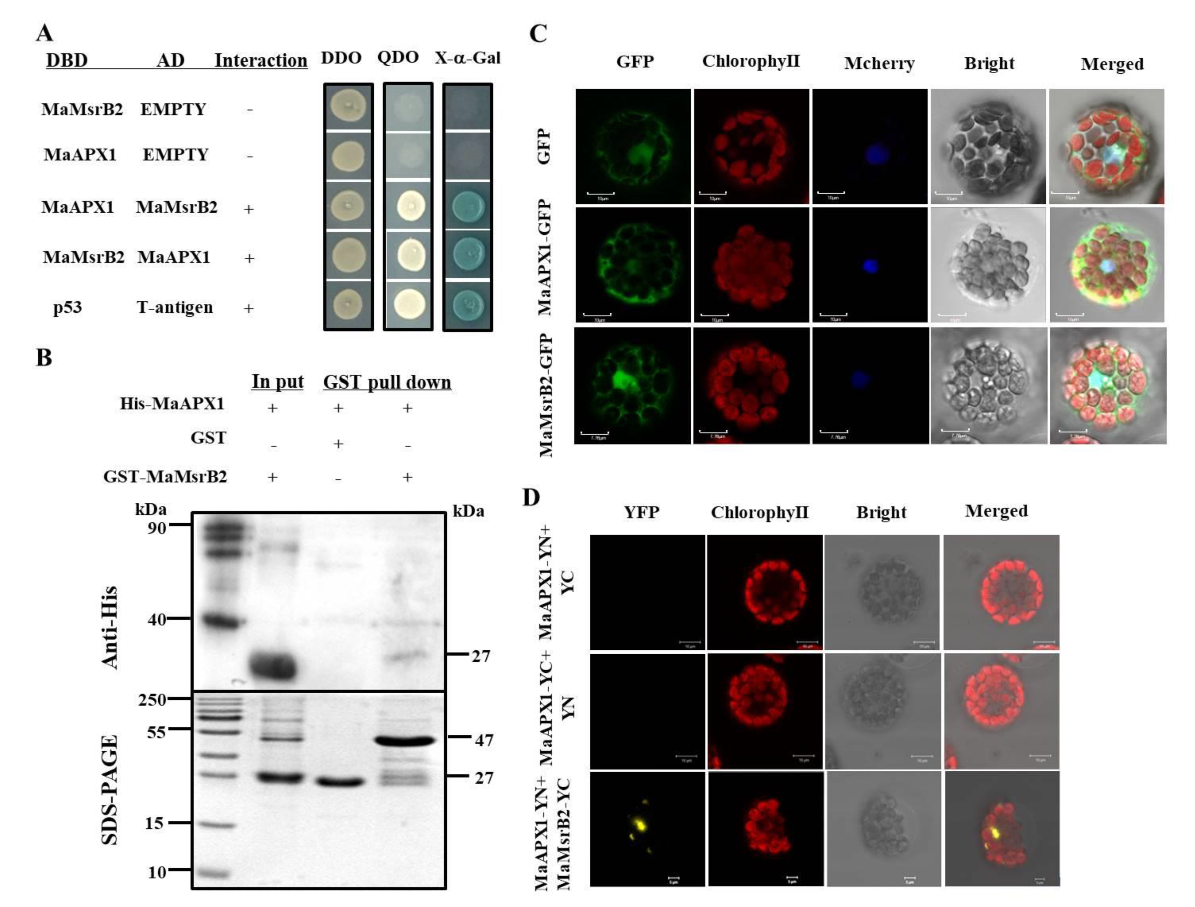 Antioxidants Free Full Text Methionine Sulfoxide Reductase B Regulates The Activity Of Ascorbate Peroxidase Of Banana Fruit Html