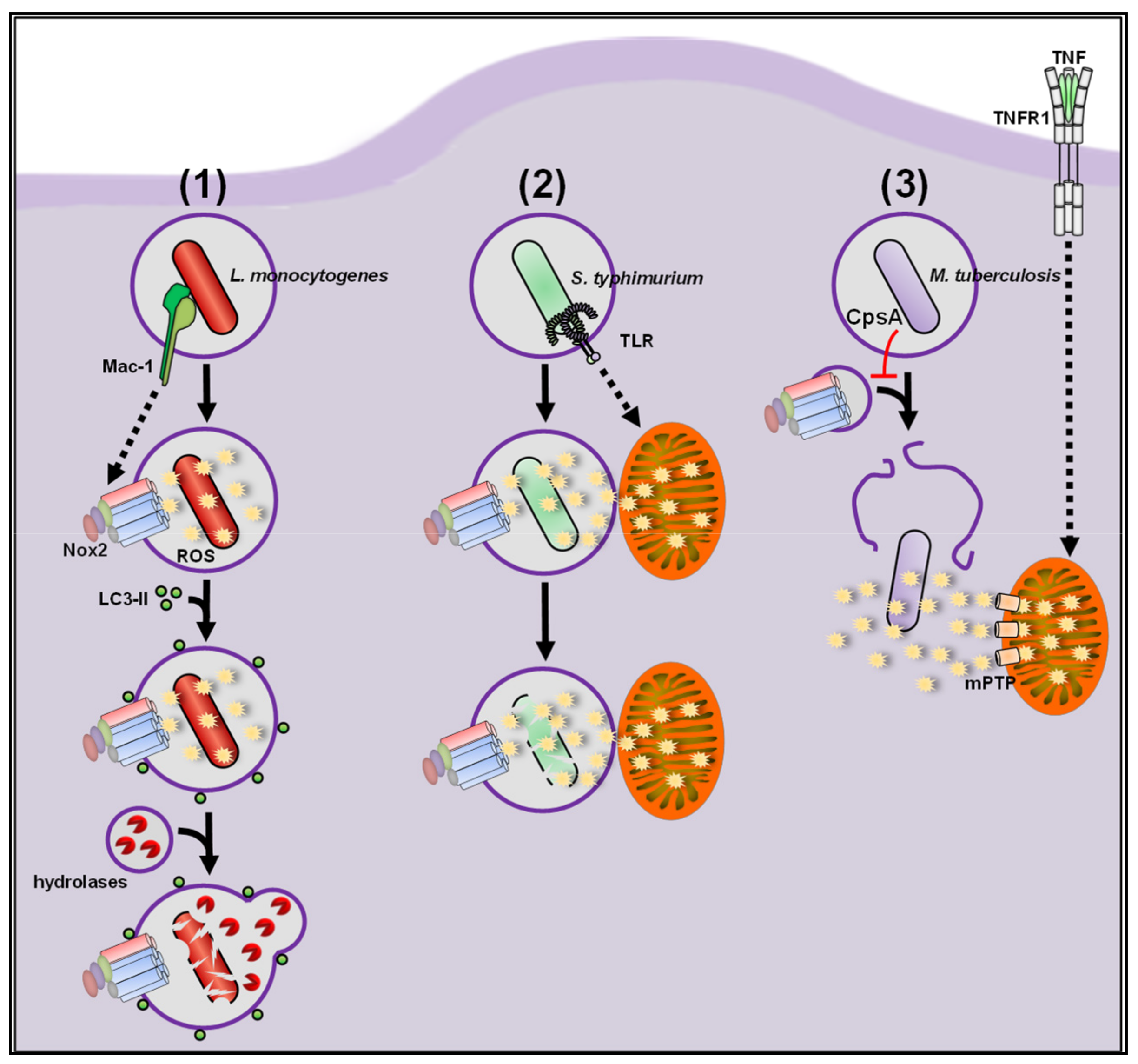Antioxidants | Free Full-Text | Functions of ROS in Macrophages and  Antimicrobial Immunity