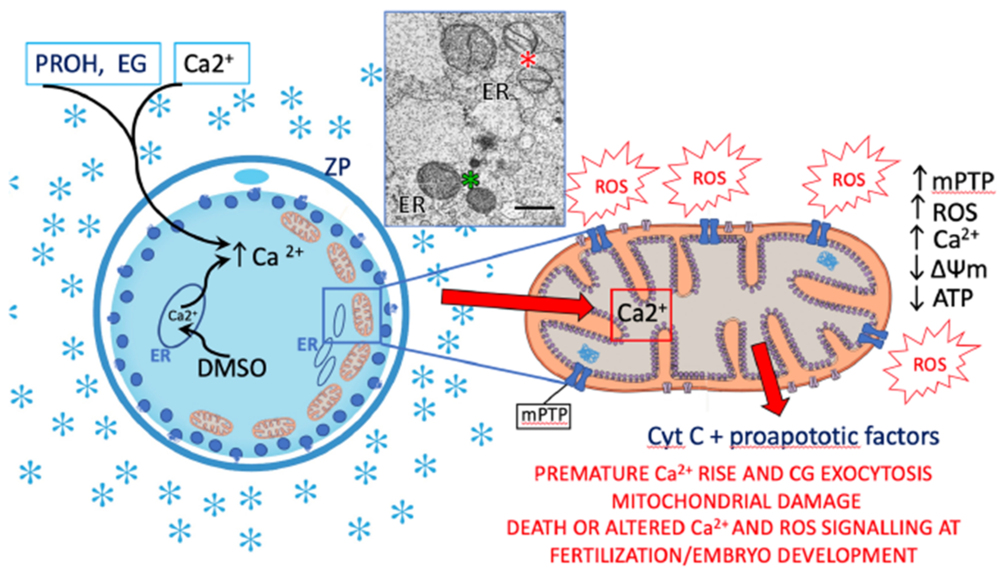 Antioxidants 10 00337 g004 Antioxidants 10 00337 g004