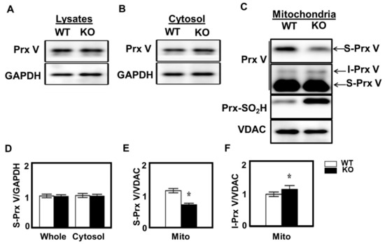 Antioxidants Free Full Text Maturation Of Mitochondrially Targeted Prx V Involves A Second Cleavage By Mitochondrial Intermediate Peptidase That Is Sensitive To Inhibition By H2o2 Html