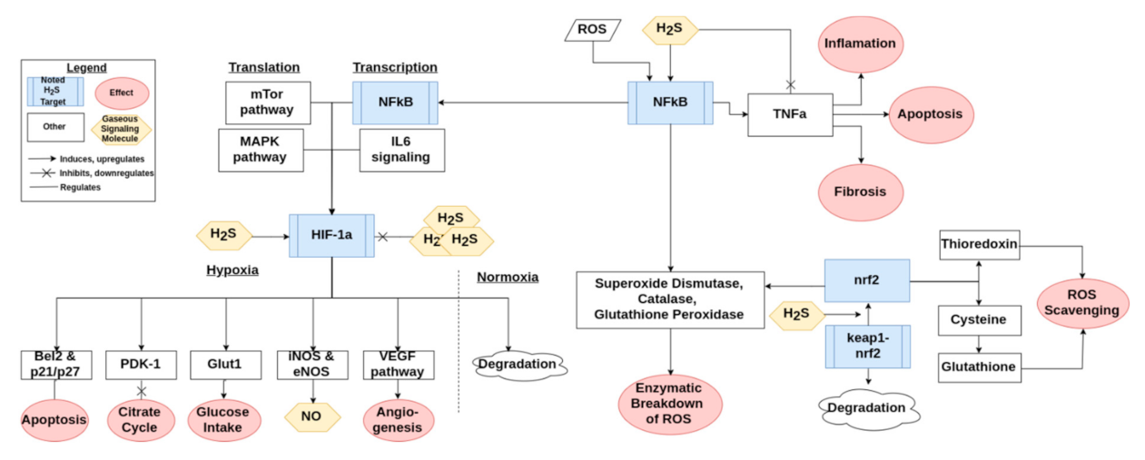 Antioxidants 10 00373 g003