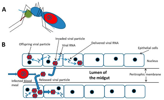 Effects of Pathogen-Vector Interactions on the Transmission of Dengue Virus  - microbewiki
