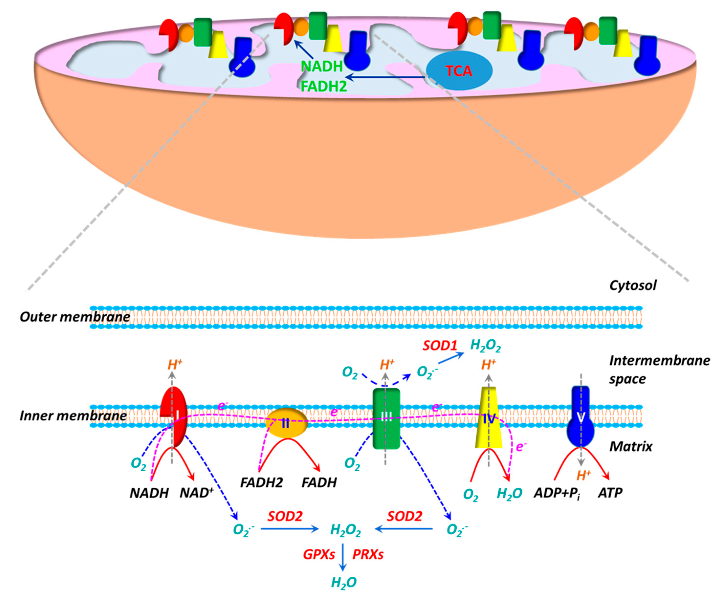 Antioxidants 10 00405 g001 Antioxidants 10 00405 g001