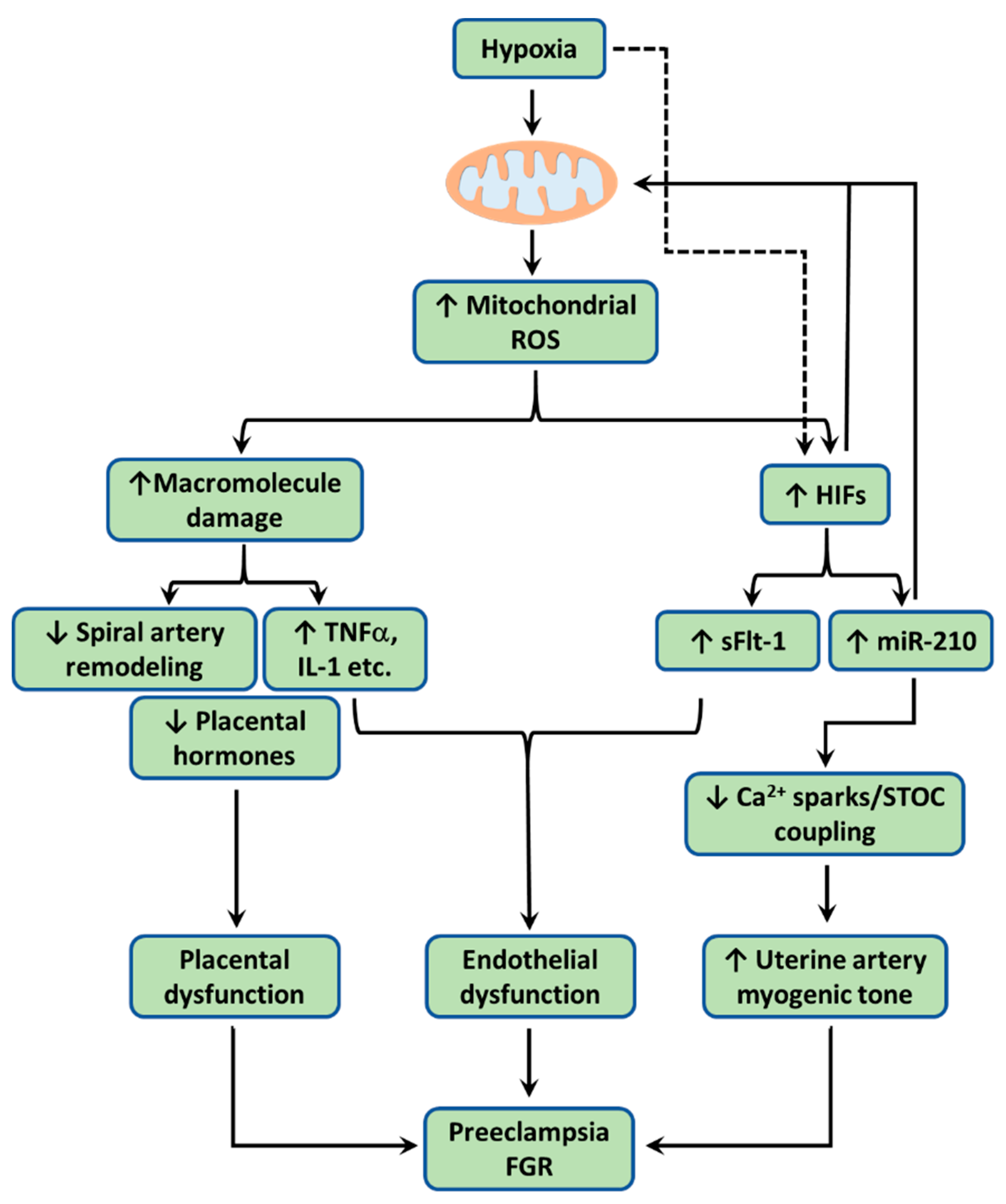 Antioxidants 10 00405 g002 Antioxidants 10 00405 g002