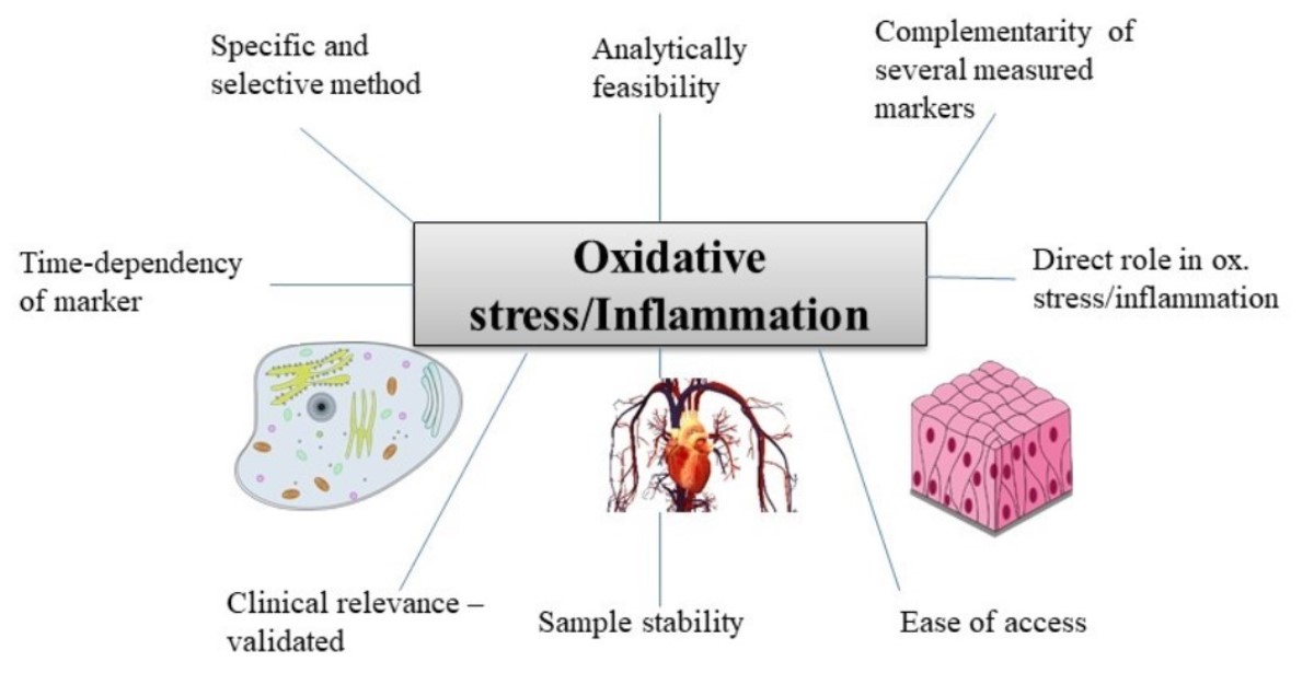 Antioxidants | Free Full-Text | Common and Novel Markers for Measuring  Inflammation and Oxidative Stress Ex Vivo in Research and Clinical  Practice—Which to Use Regarding Disease Outcomes?