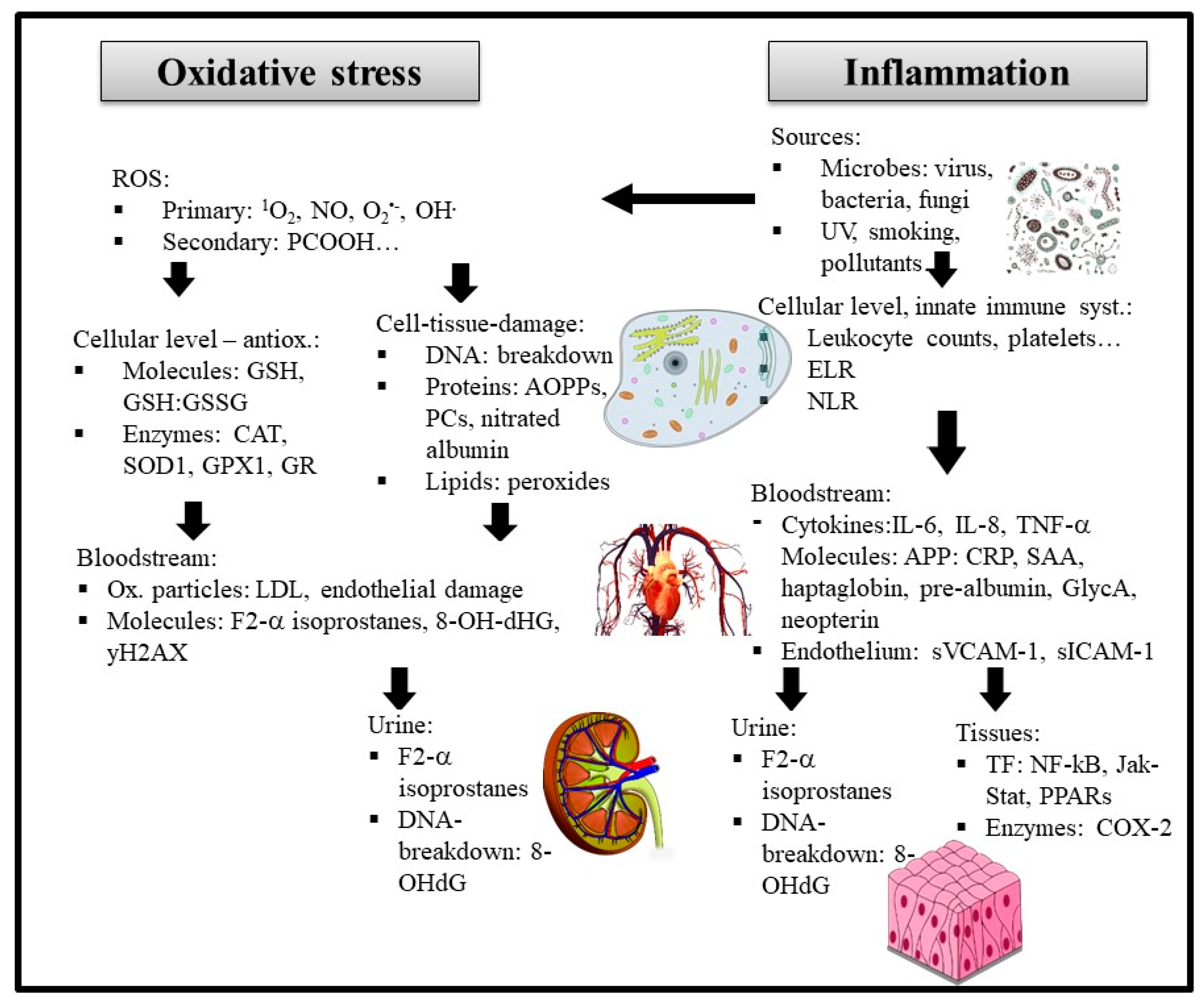 Antioxidants Free Full Text Common And Novel Markers For Measuring Inflammation And Oxidative Stress Ex Vivo In Research And Clinical Practice Which To Use Regarding Disease Outcomes Html