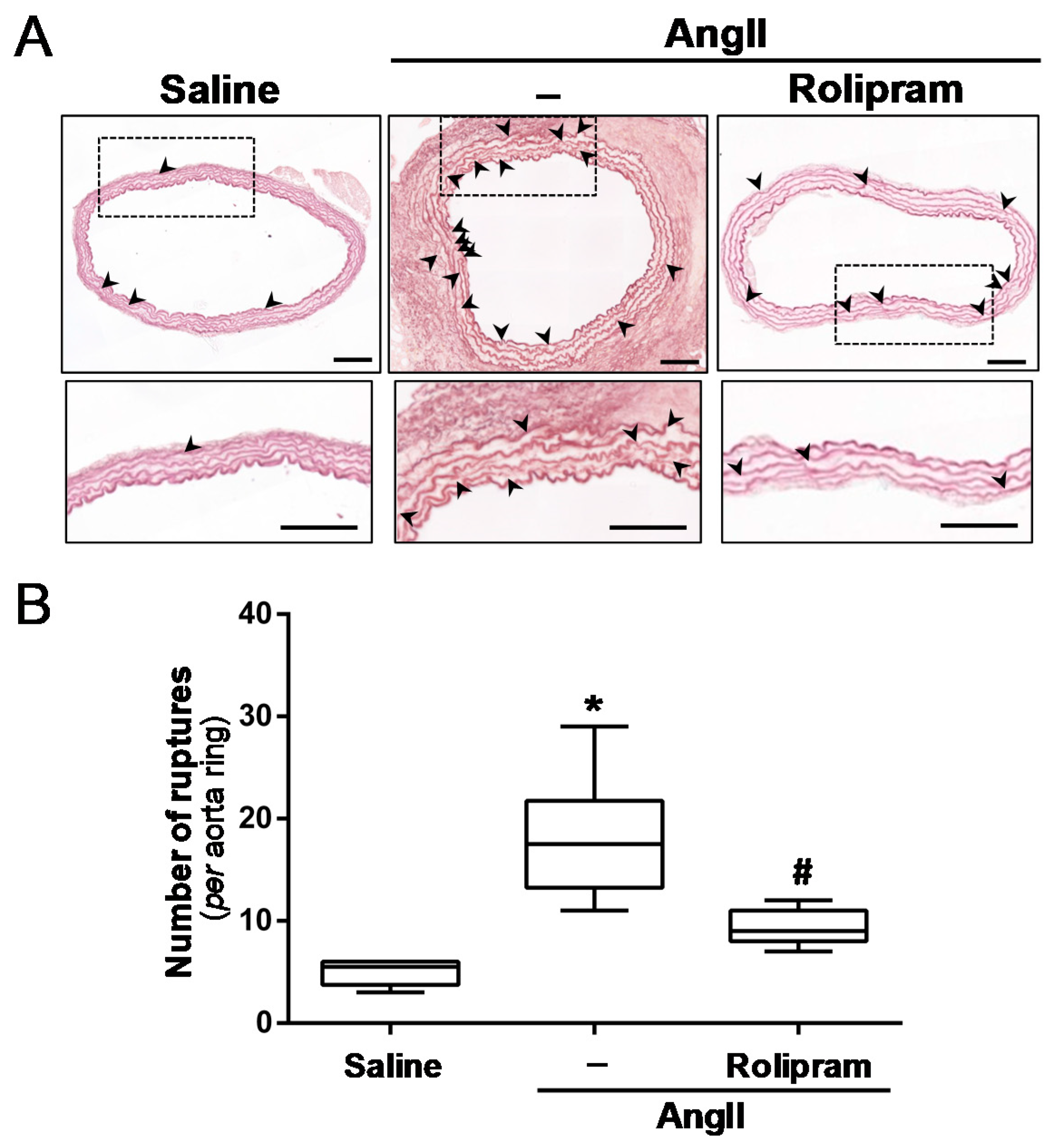 Antioxidants 10 00460 g007
