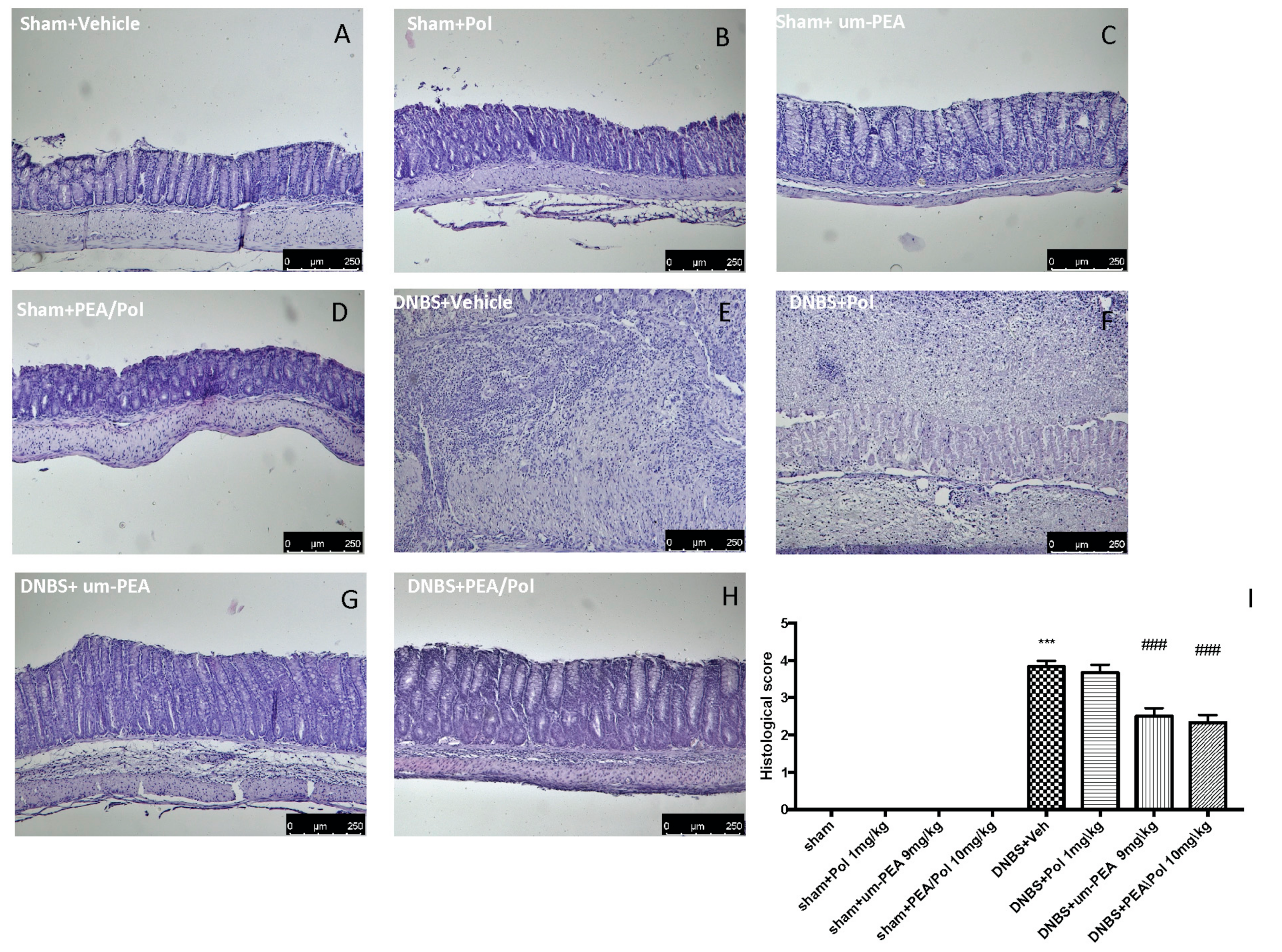 Antioxidants Free Full Text Pea Polydatin Anti Inflammatory And Antioxidant Approach To Counteract Dnbs Induced Colitis Html