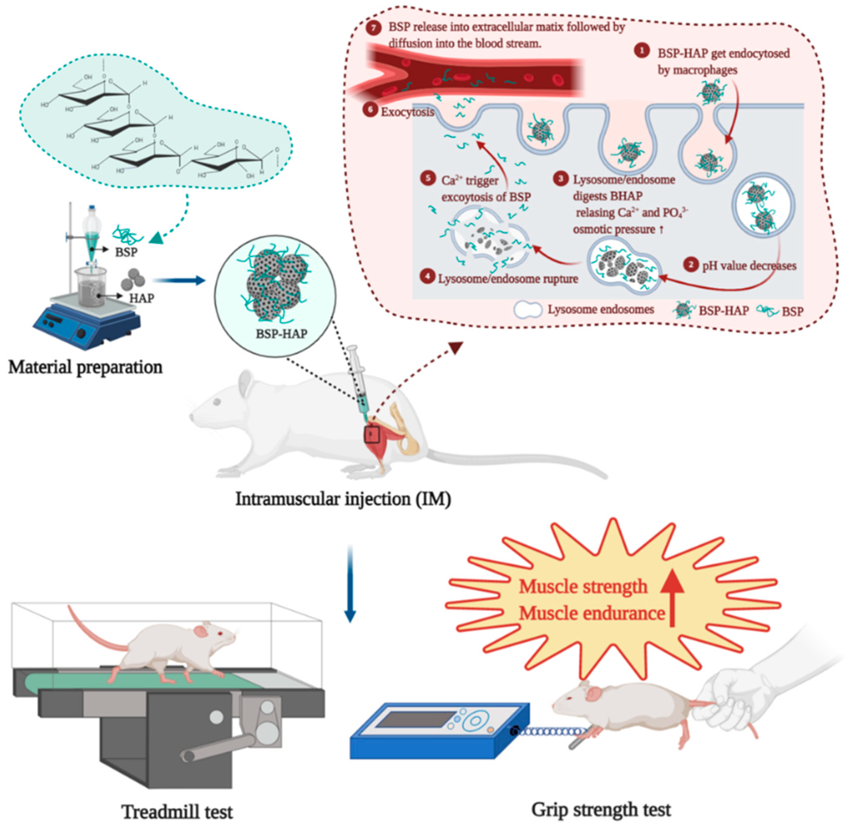 To Synthesize Hydroxyapatite by Modified Low Temperature Method Loaded with  Bletilla striata Polysaccharide as Antioxidant for the Prevention of  Sarcopenia by Intramuscular Administration