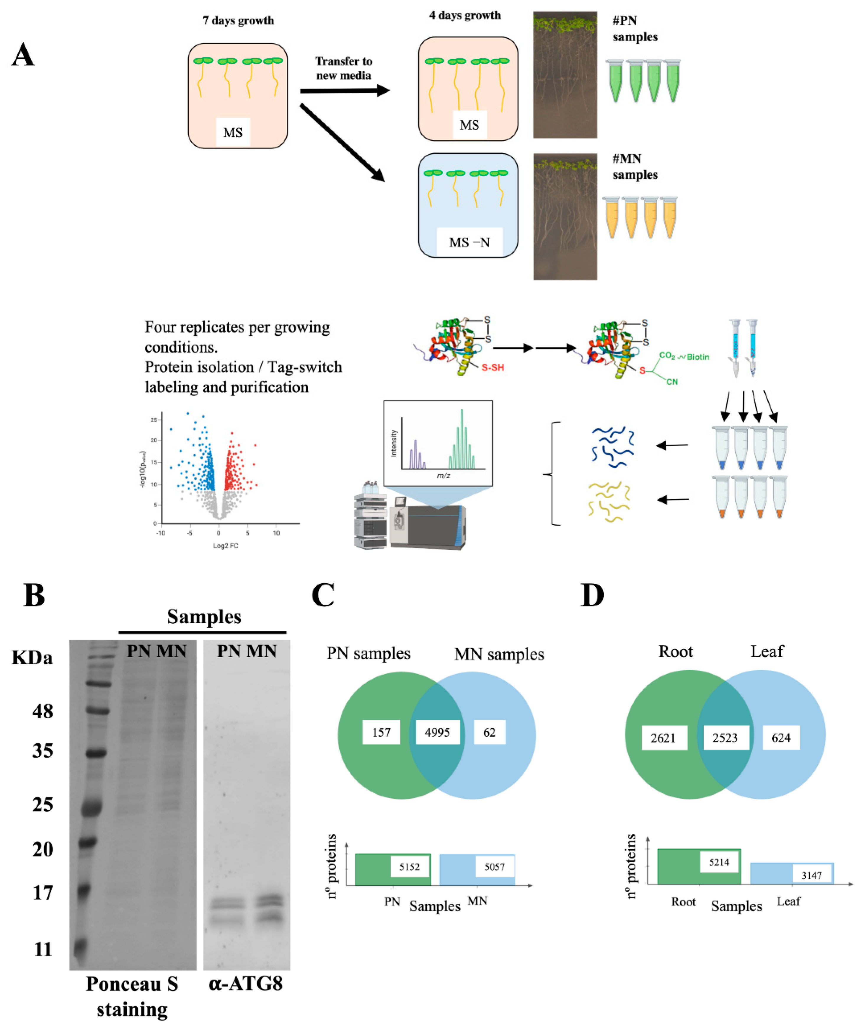 Antioxidants Free Full Text Label Free Quantitative Proteomic Analysis Of Nitrogen Starvation In Arabidopsis Root Reveals New Aspects Of H2s Signaling By Protein Persulfidation Html