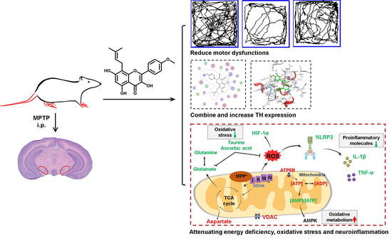 Antioxidants | Free Full-Text | Icaritin Provides Neuroprotection in ...