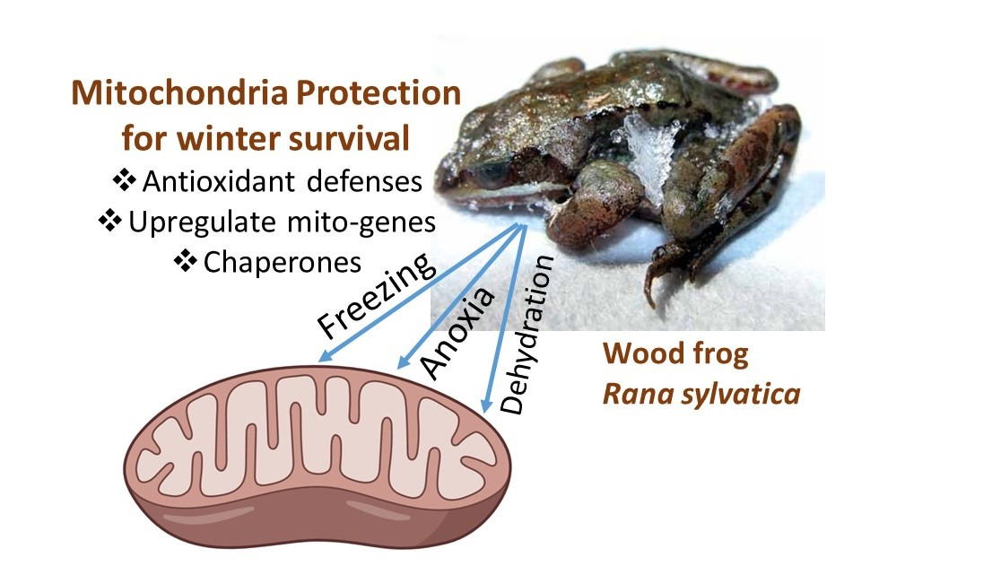 Antioxidants | Free Full-Text | Mitochondria and the Frozen Frog