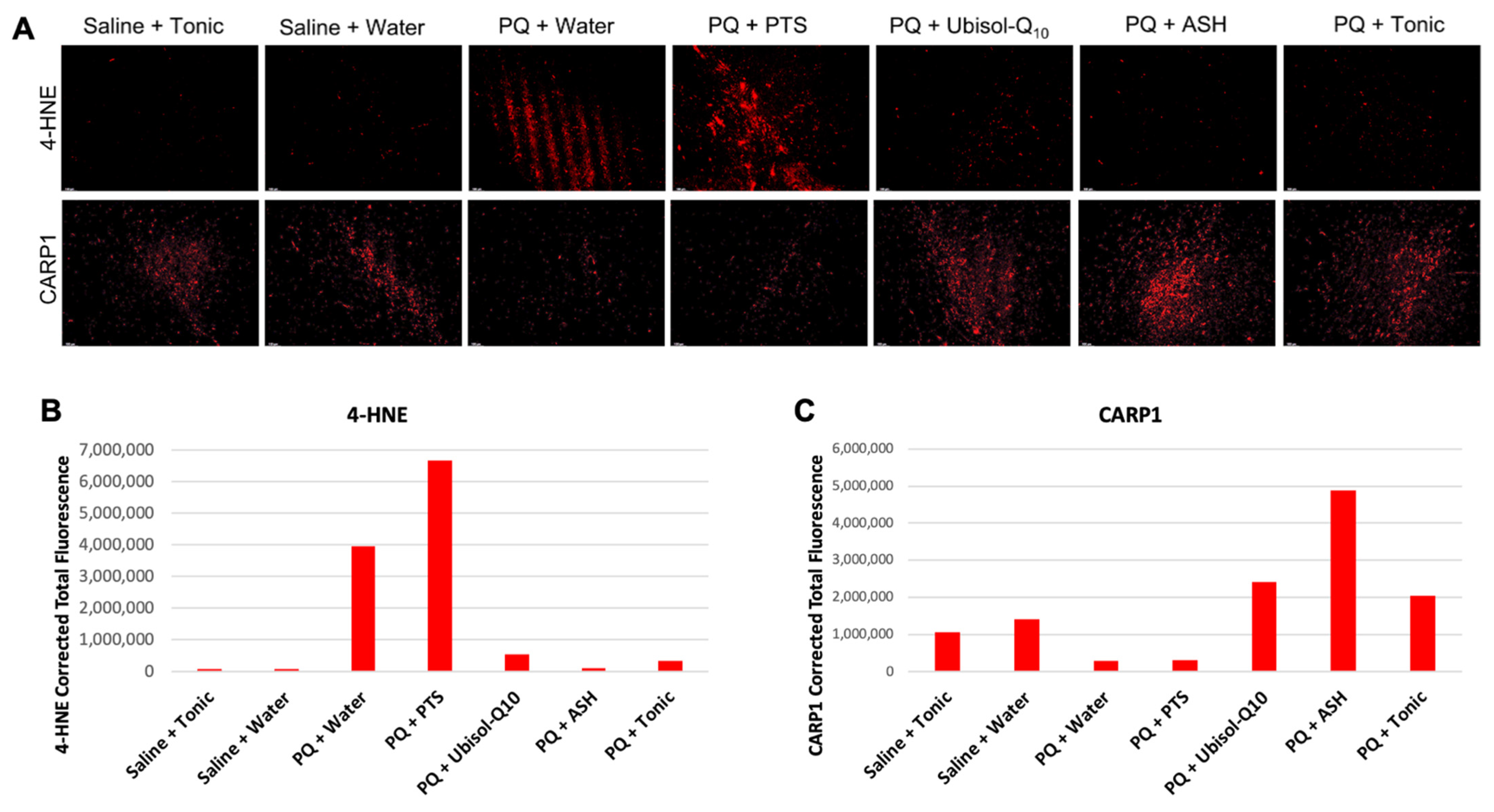 Antioxidants 10 00563 g005 Antioxidants 10 00563 g005