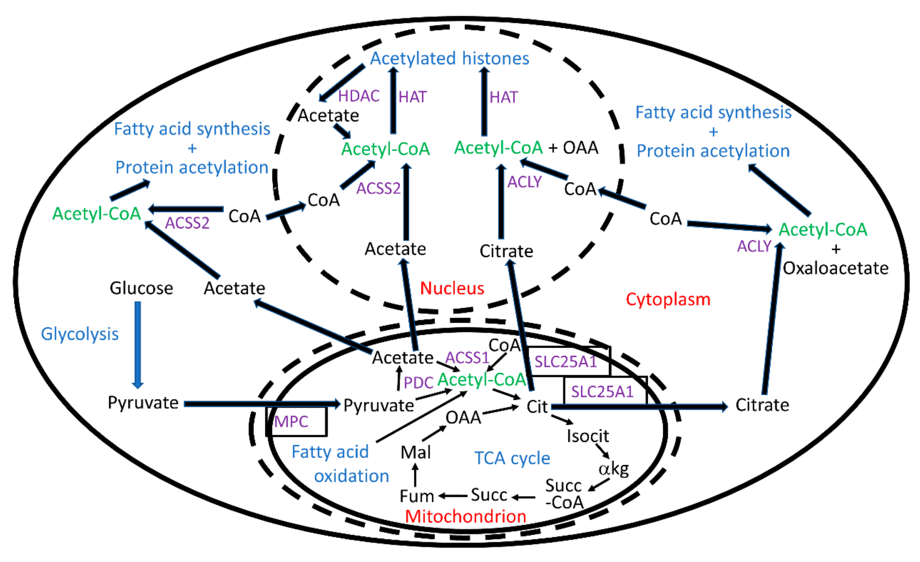 Antioxidants | Free Full-Text | Acetyl-CoA Metabolism and Histone  Acetylation in the Regulation of Aging and Lifespan