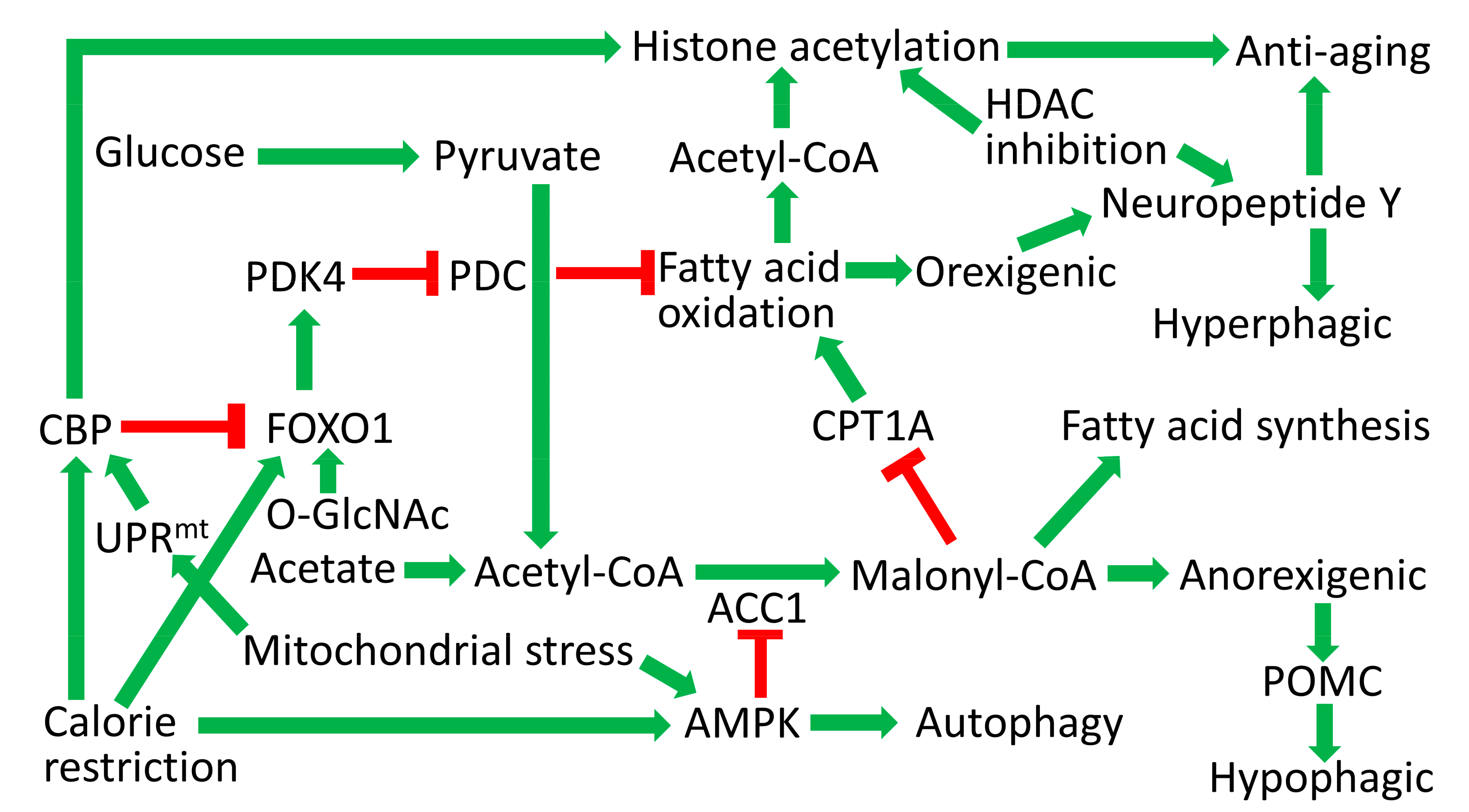 Antioxidants Free Full Text Acetyl Coa Metabolism And Histone Acetylation In The Regulation Of Aging And Lifespan Html