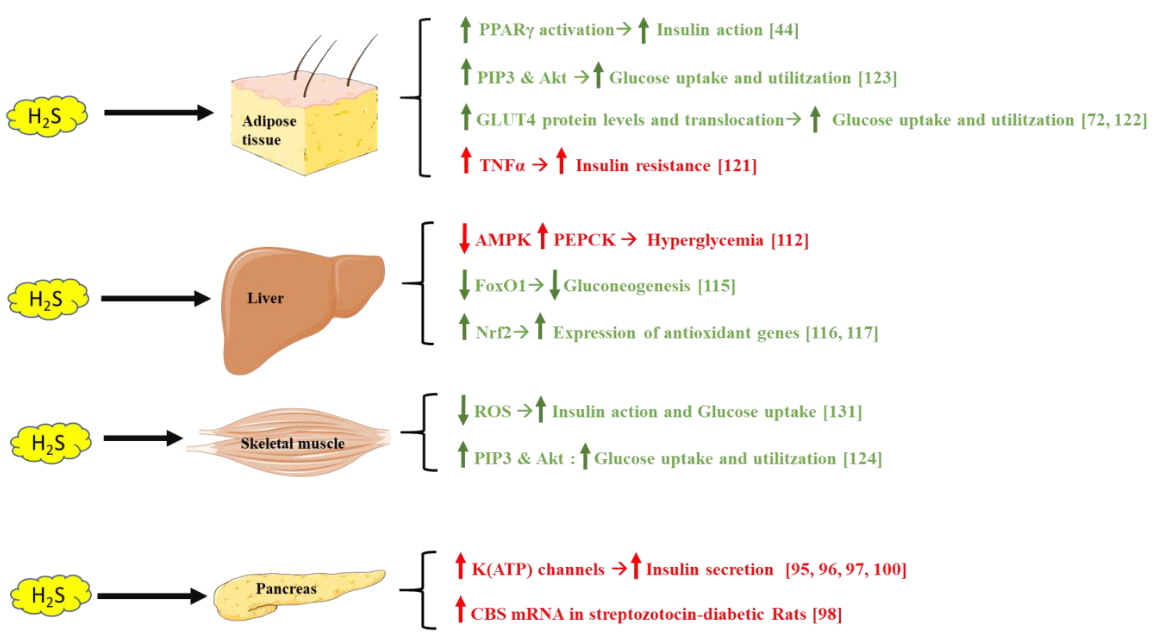 Antioxidants 10 00633 g003