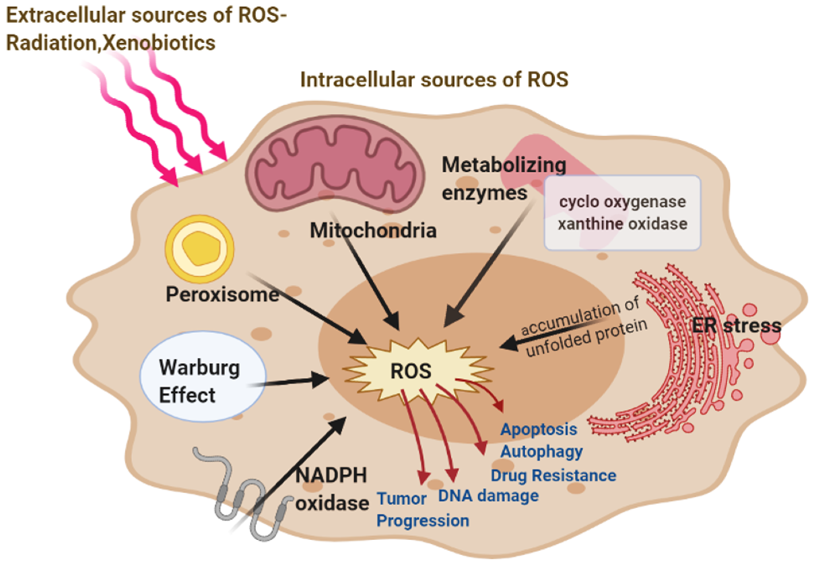 Frontiers  Cytological alterations and oxidative stress induced