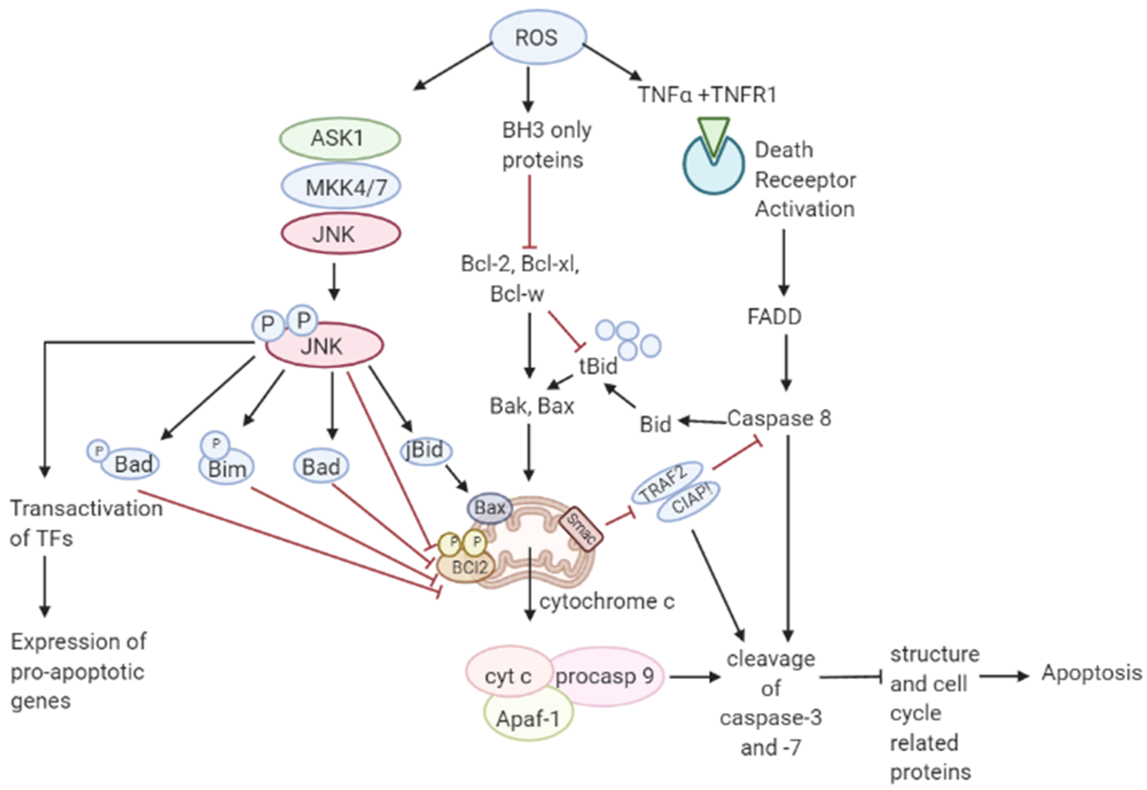 Antioxidants 10 00642 g003