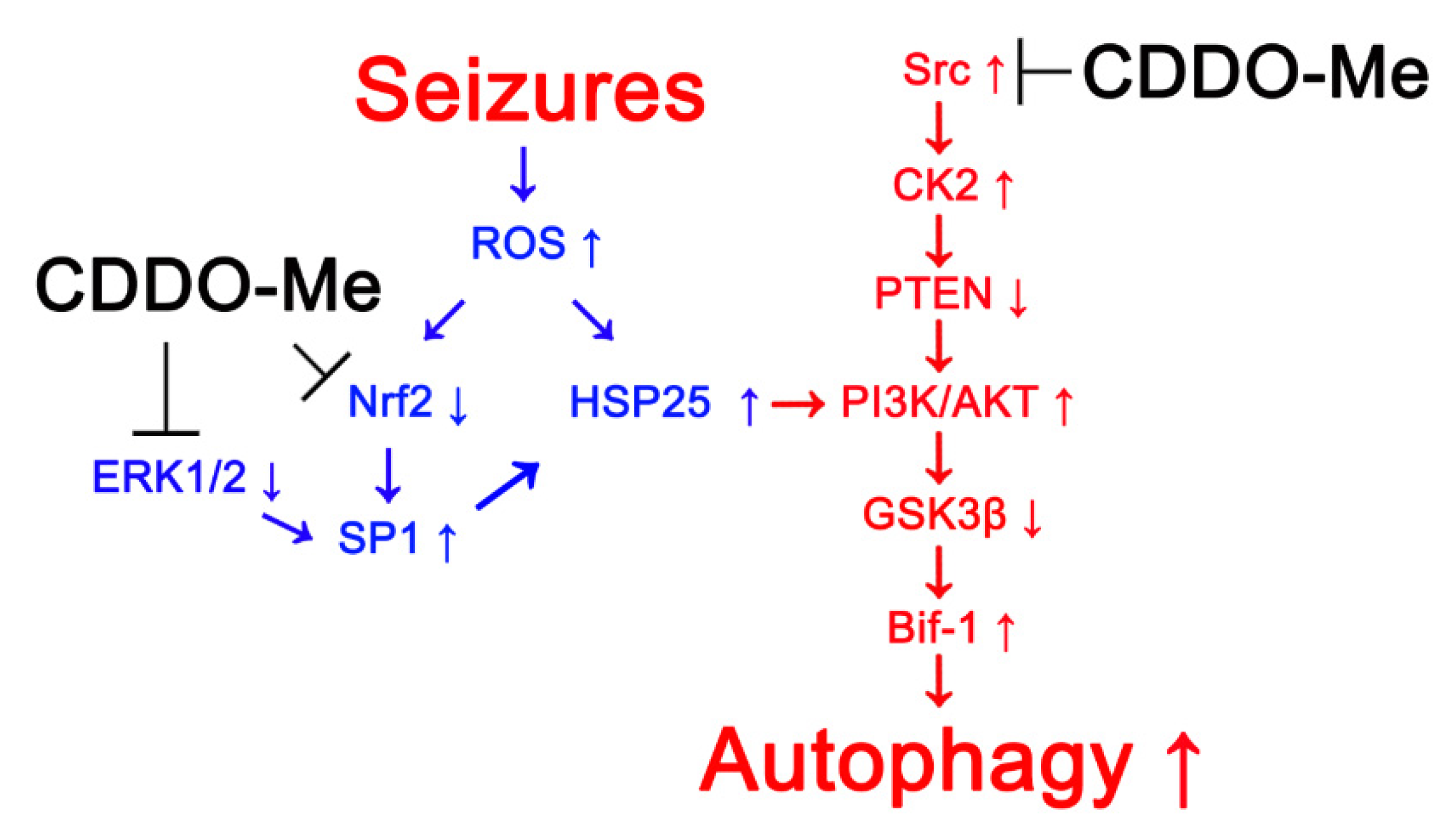 Antioxidants 10 00655 g008 Antioxidants 10 00655 g008