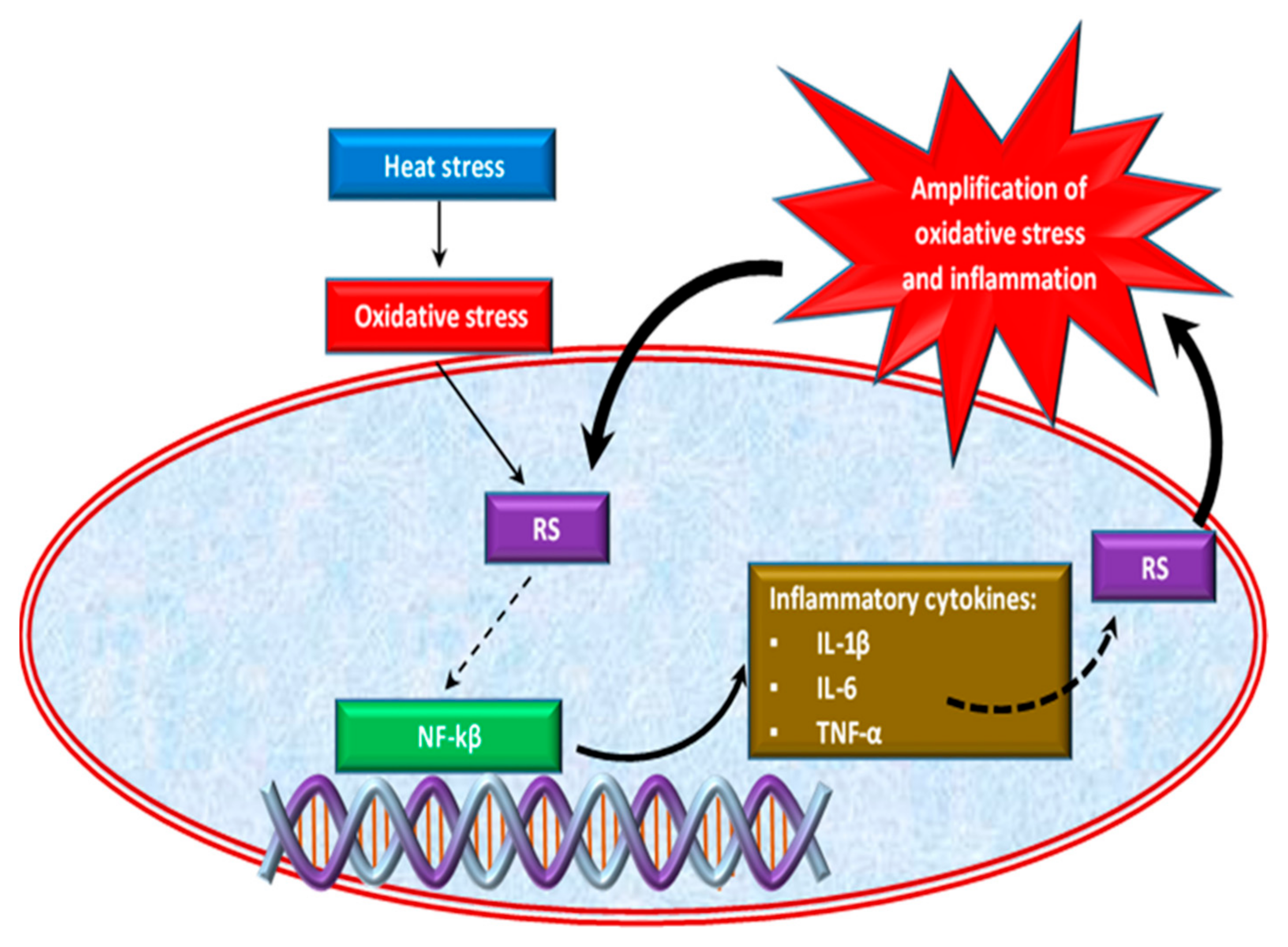 Antioxidants 10 00686 g002