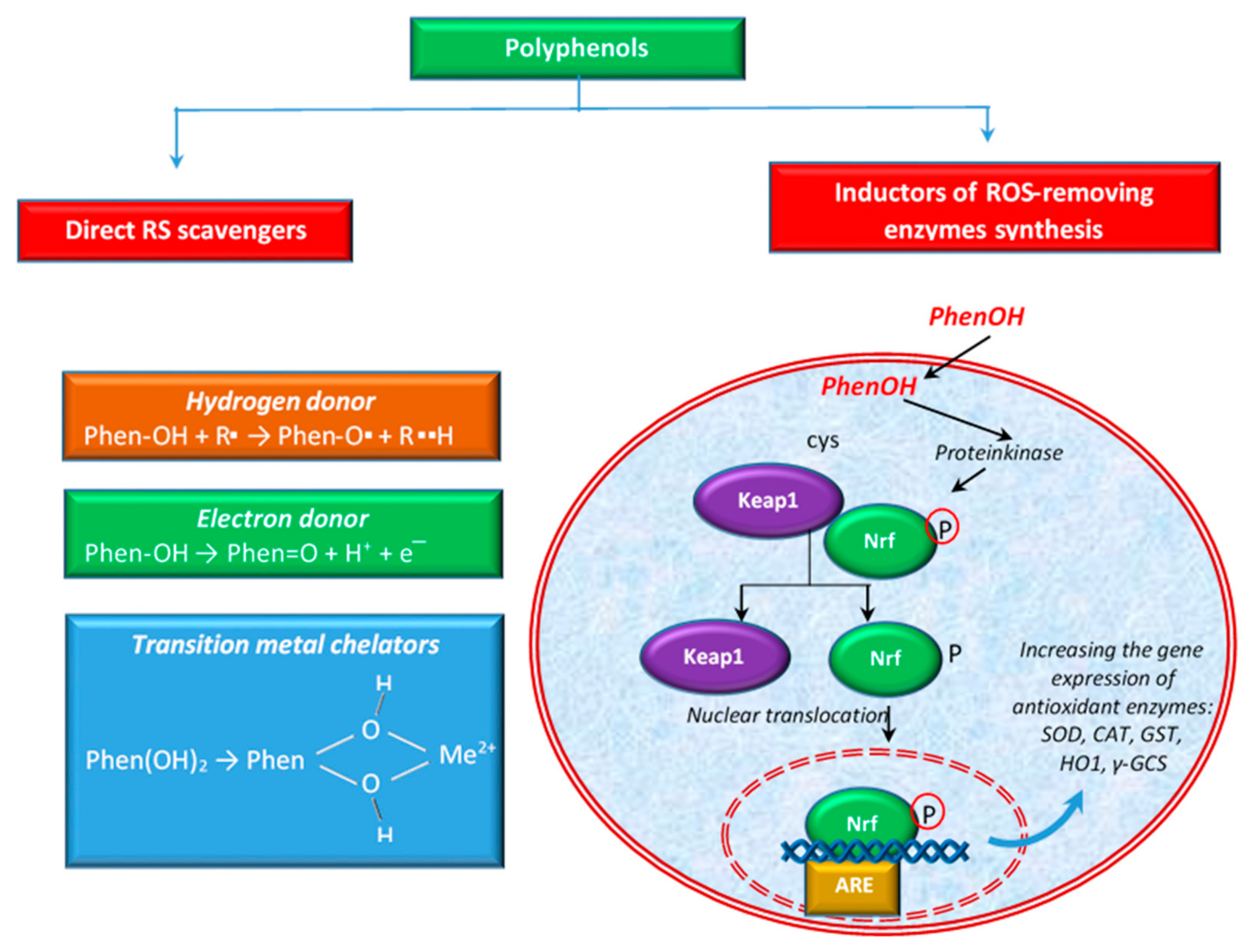 Antioxidants 10 00686 g003