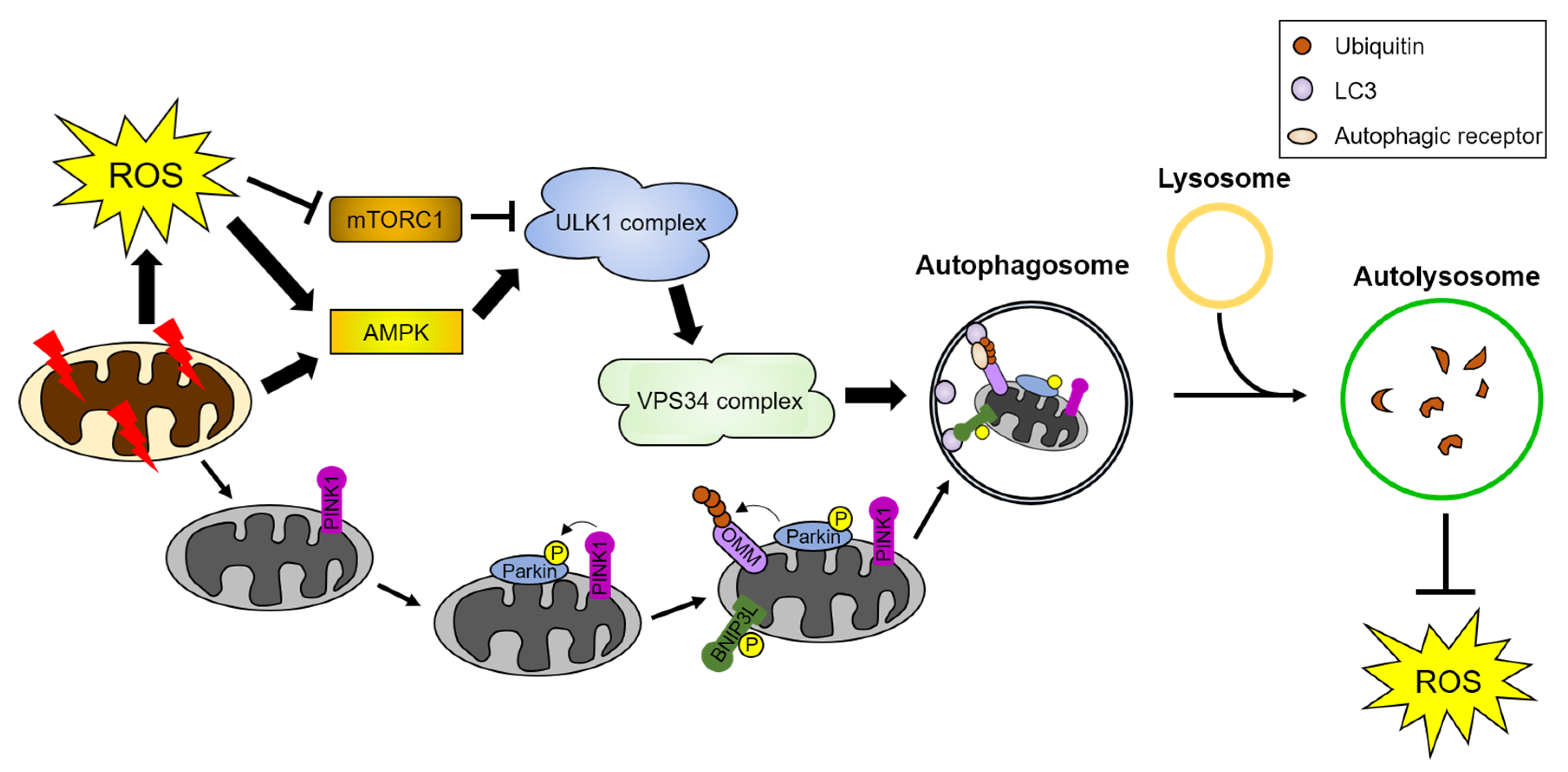 Antioxidants 10 00694 g002 Antioxidants 10 00694 g002