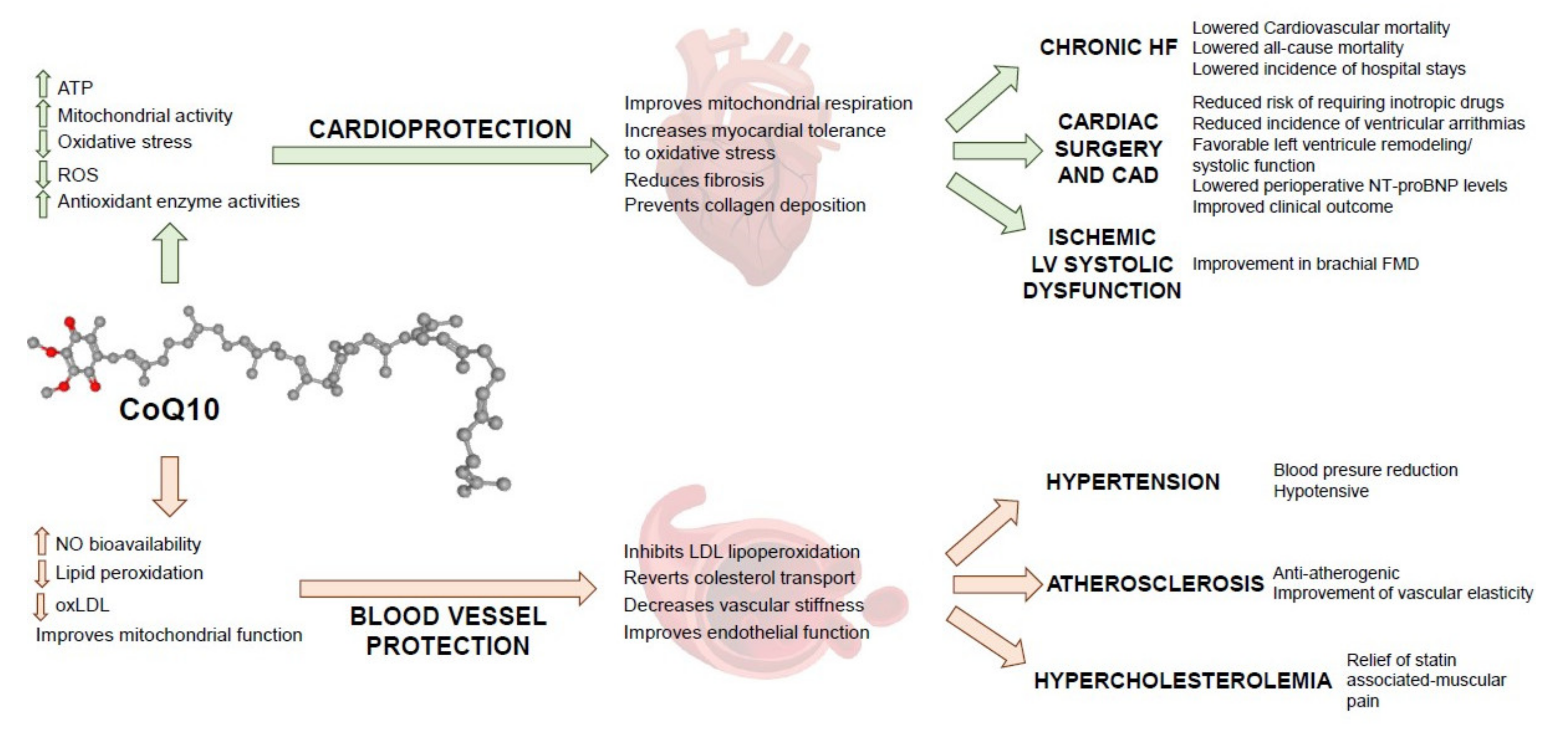 Antioxidants | Free Full-Text | The Use of Coenzyme Q10 in Cardiovascular  Diseases