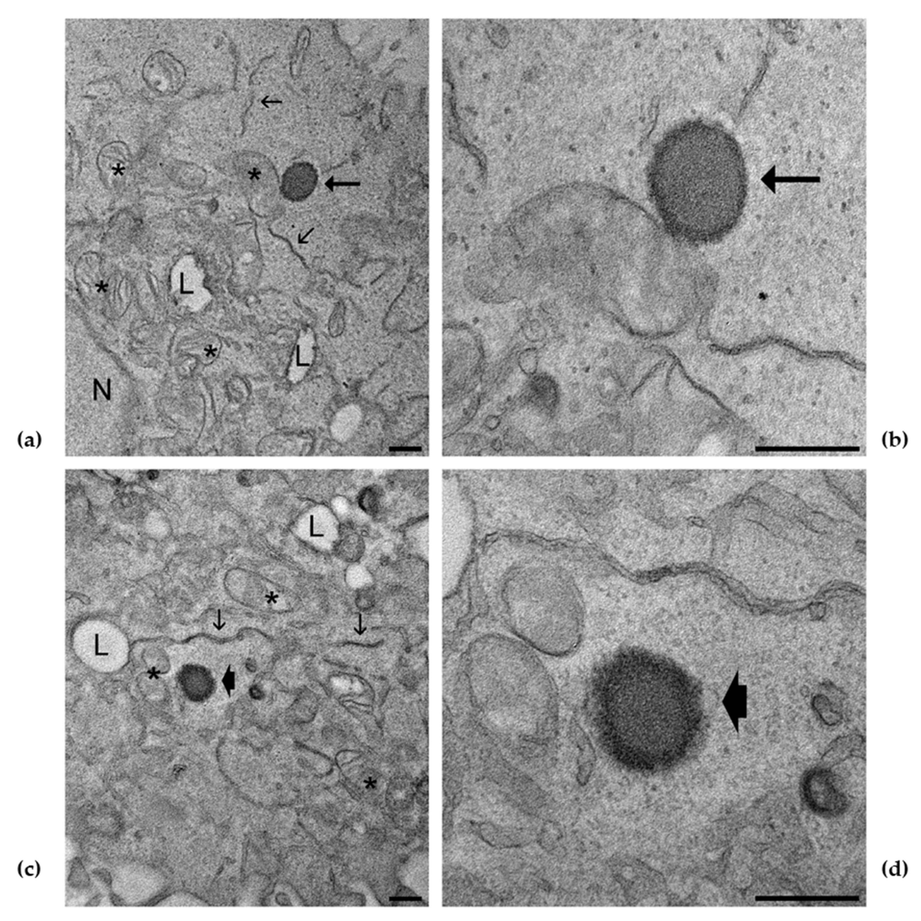 Antioxidants 10 00768 g008 Antioxidants 10 00768 g008
