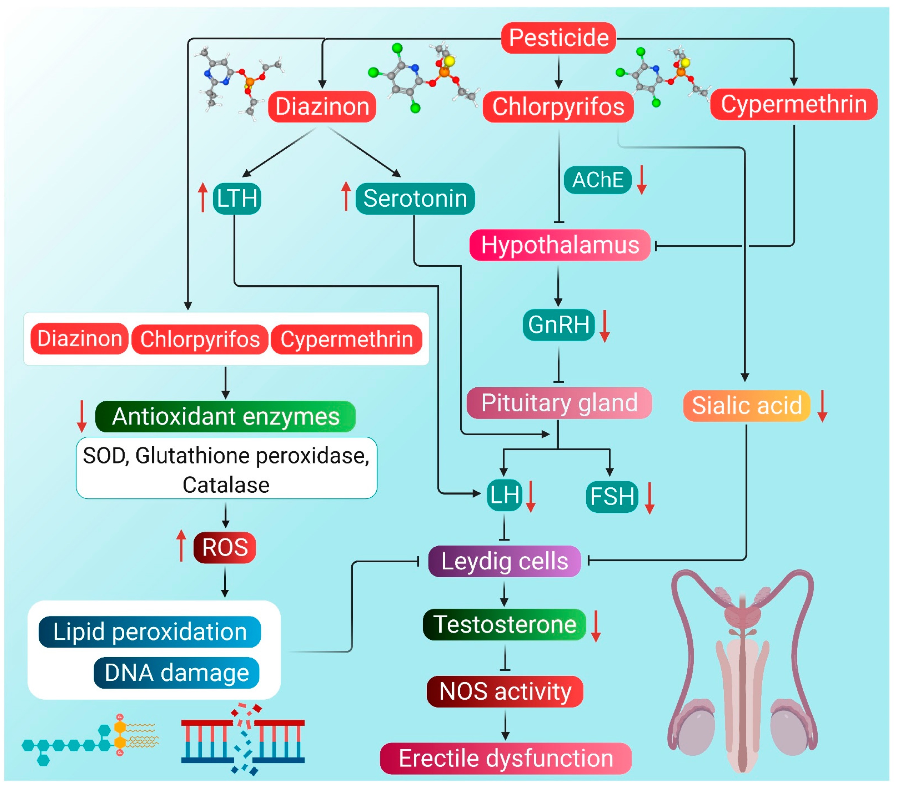 Antioxidants 10 00837 g002 Antioxidants 10 00837 g002