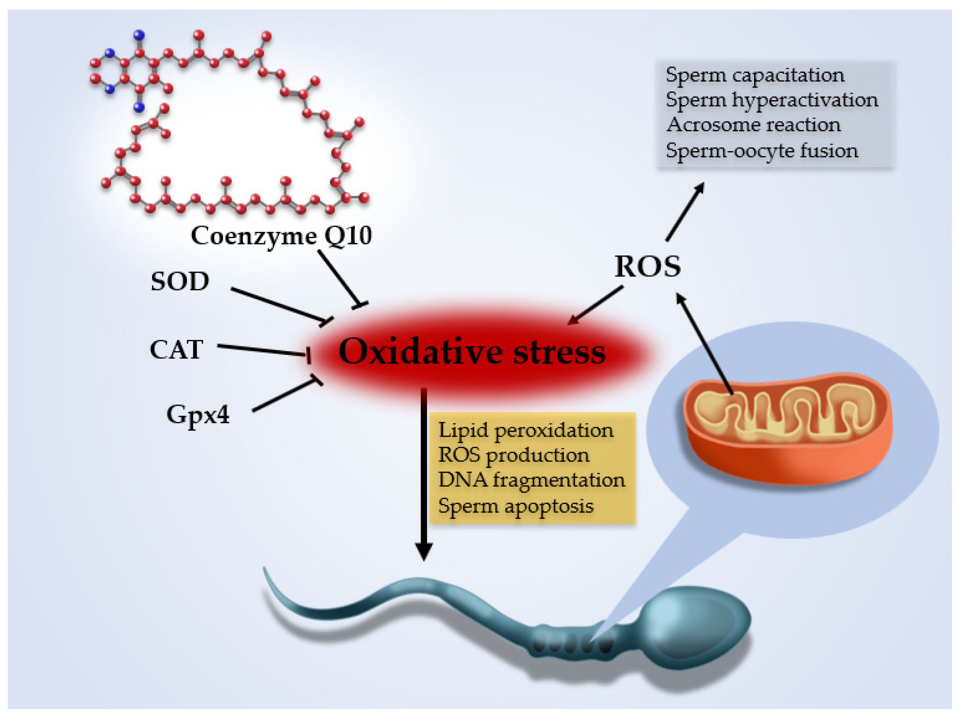 Antioxidants | Free Full-Text | Coenzyme Q10 and Male Infertility: A  Systematic Review